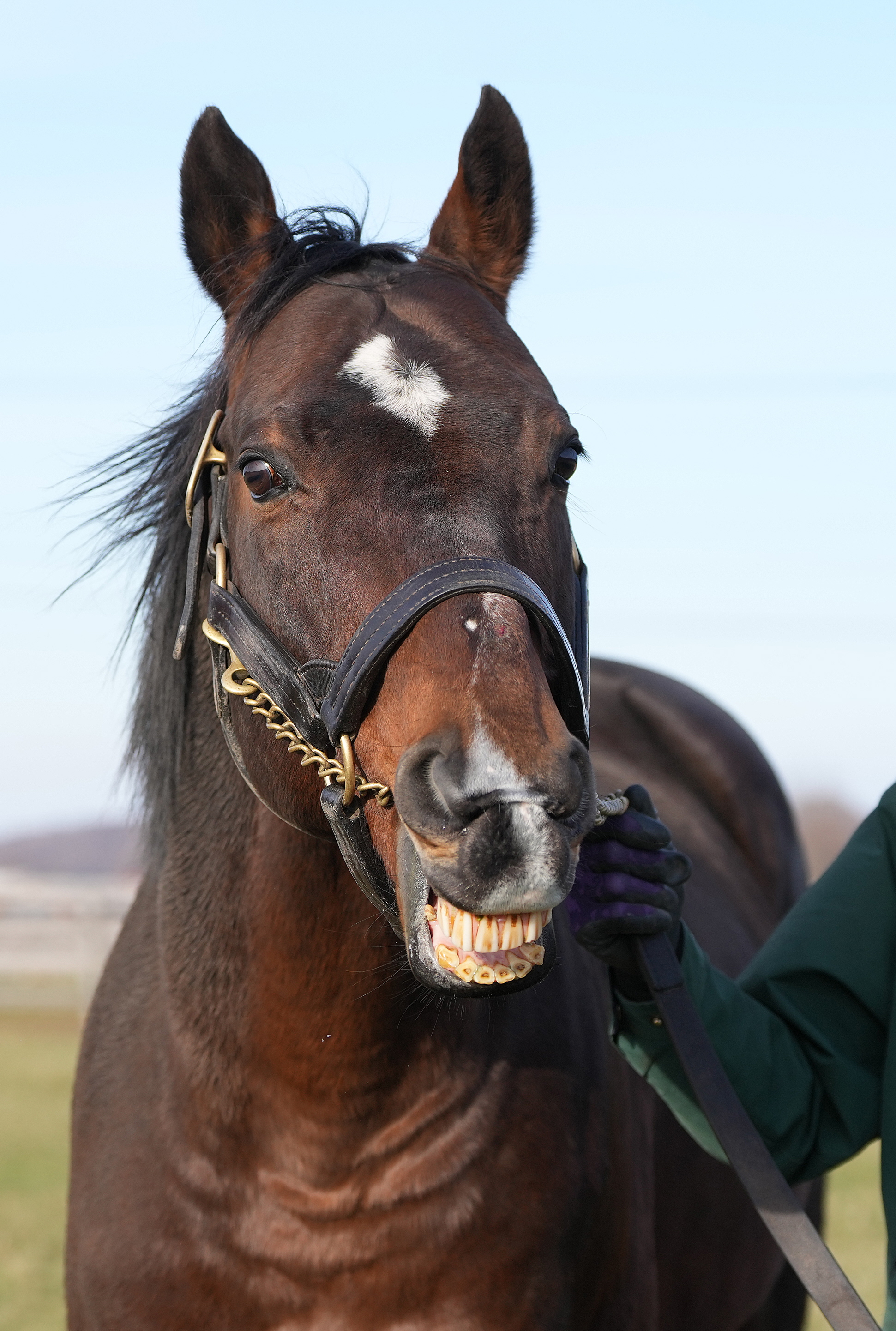 今年最もホットな種牡馬、リアルスティールを訪ねて - サンスポZBAT!