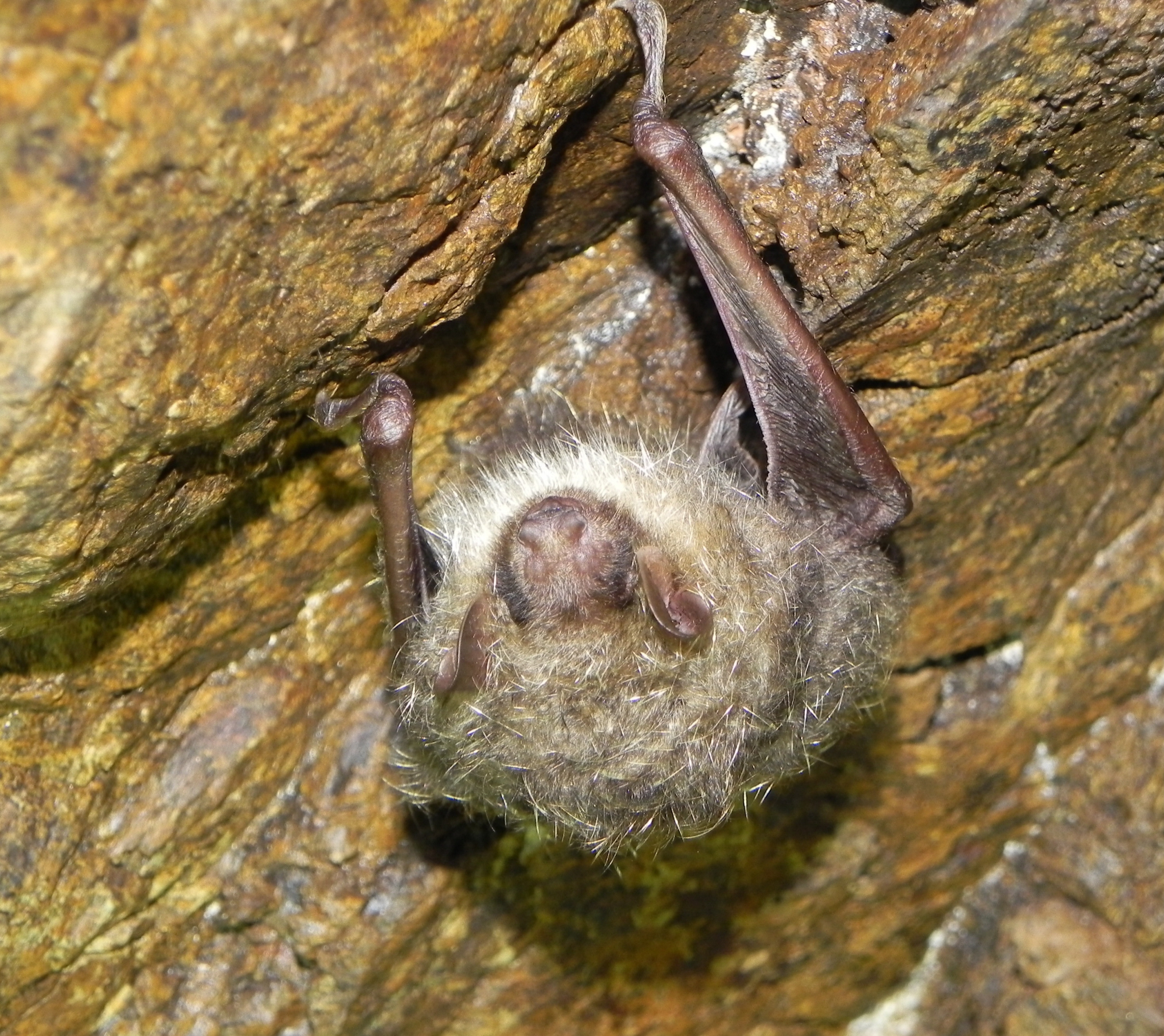 鳥類「絶滅寸前」種が増加…その原因はシカ 京都府が11年ぶりにレッド