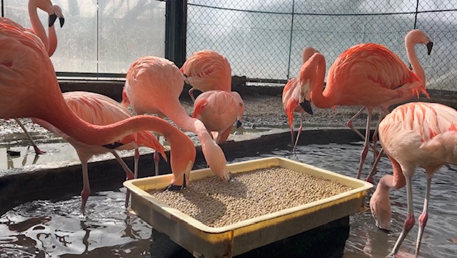 【週末お値下げ】サンレレ　ピンク　フラミンゴ Amazon.co.jp: ピンクのフラミンゴ 立ち顔 ラブ フラミンゴプリント