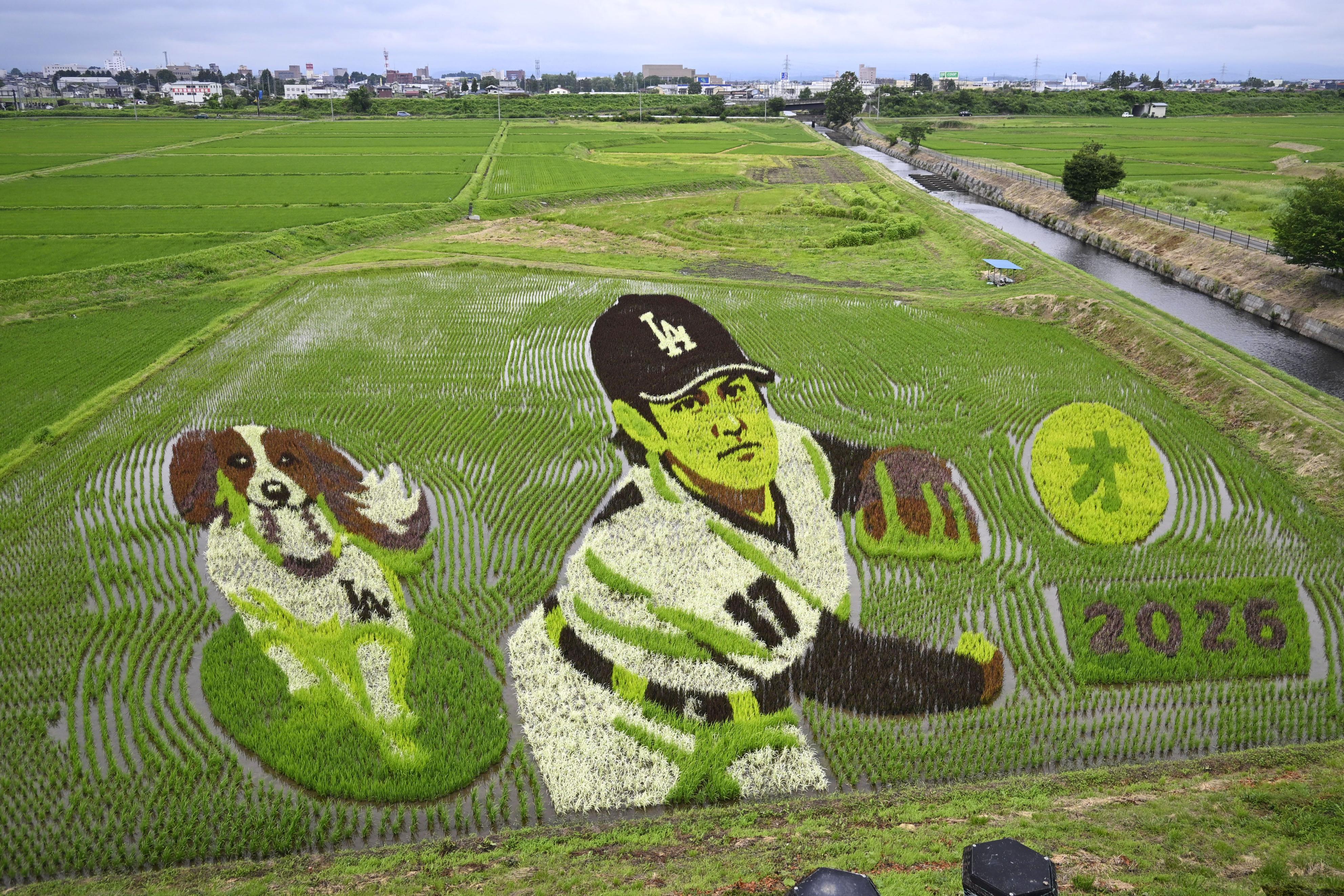 水田でも「二刀流」復活 大谷選手故郷の岩手・奥州市 アート見頃、愛犬