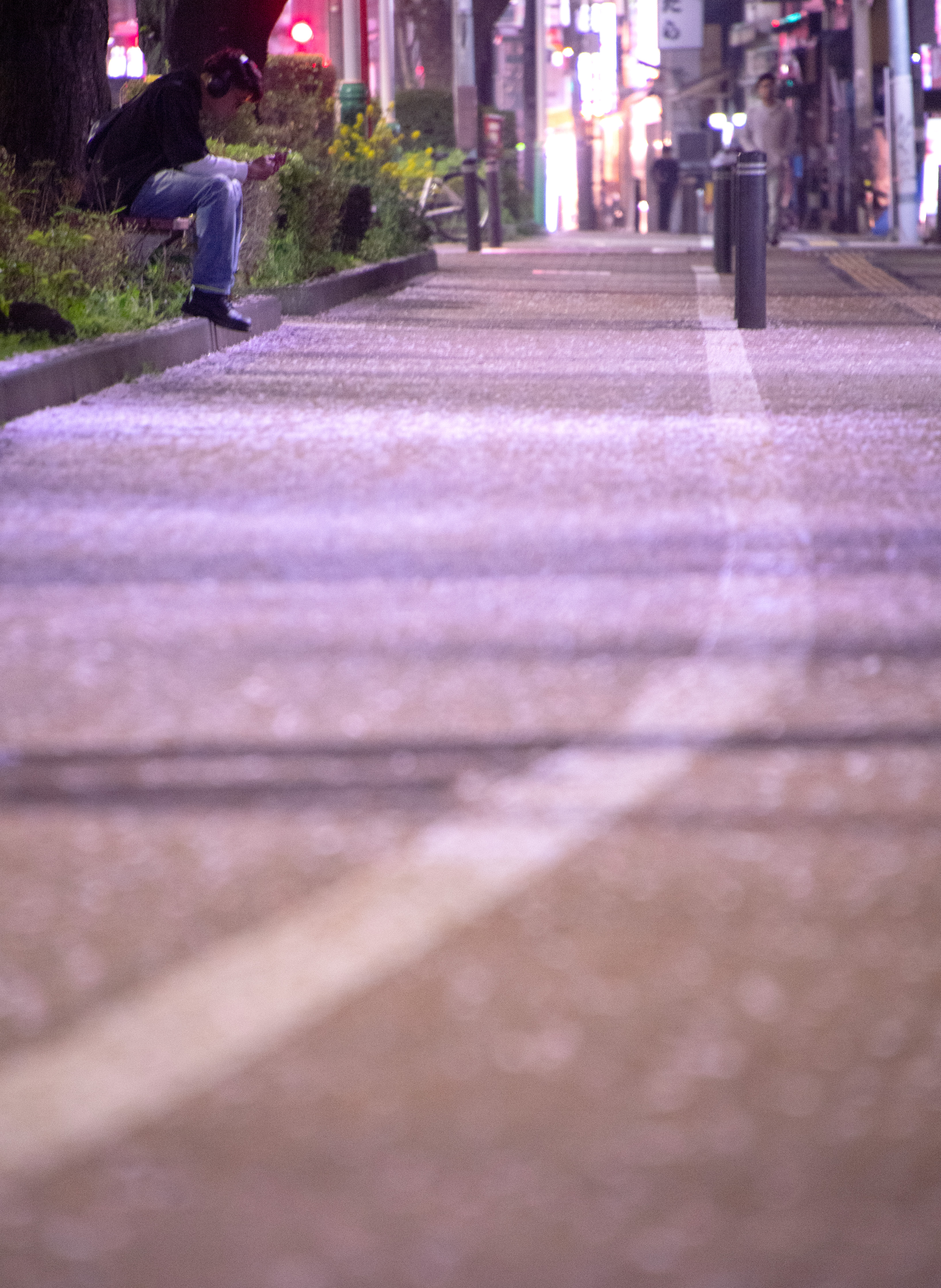 散る前に のんびり夜桜散歩 東京・練馬 桜便り2024 - 産経ニュース