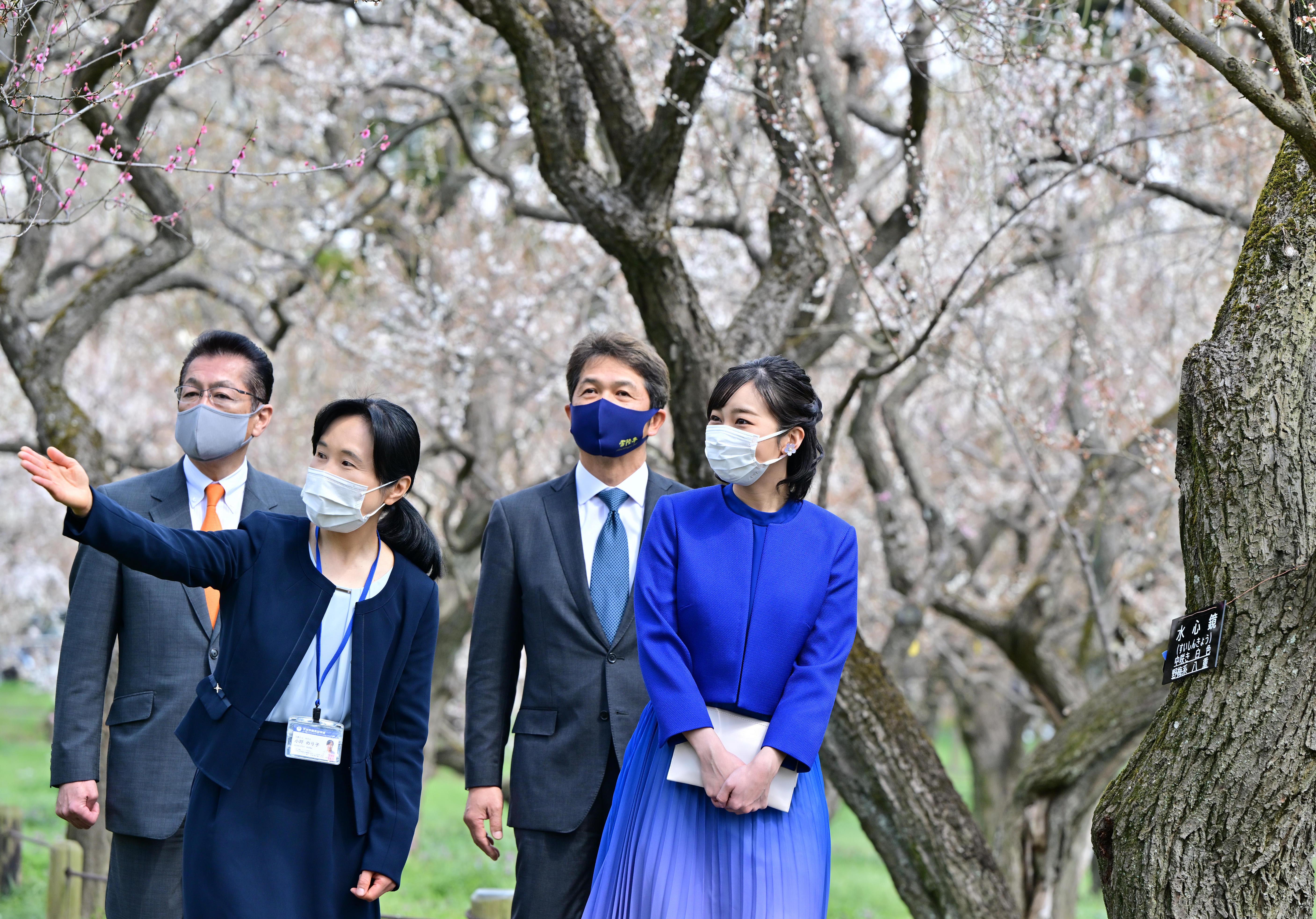 秋桜子さま専用です 佳子さま、「左近の桜」の苗をご植樹 水戸・偕楽園 - 産経ニュース