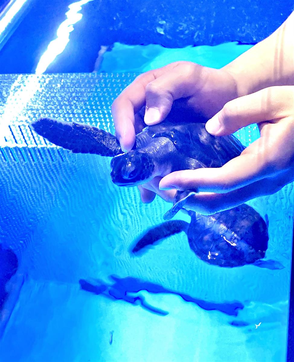 いきもの語り 東京 すみだ水族館 小笠原村と提携し アオウミガメの保存活動 1 2ページ イザ