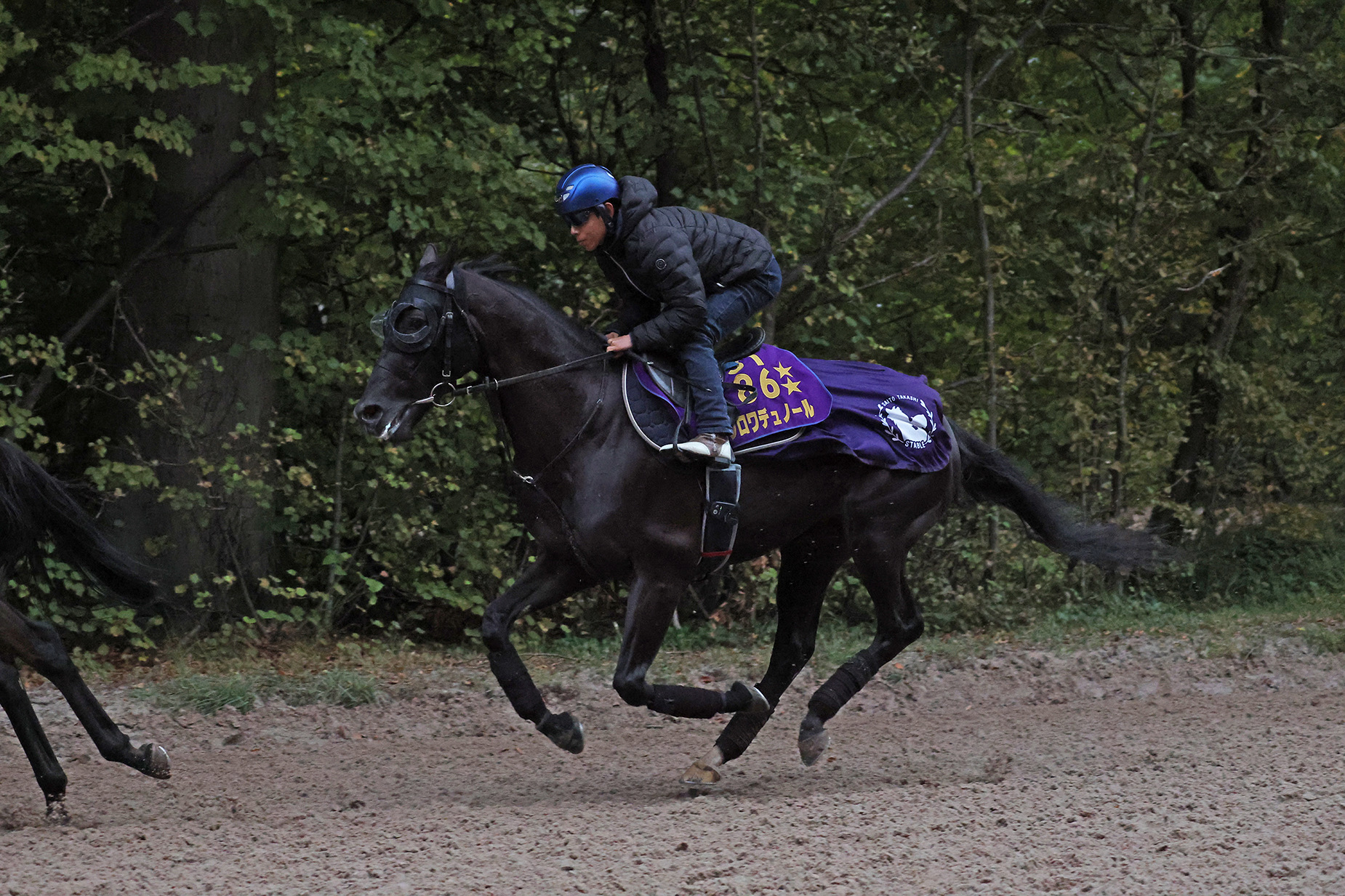 まねき馬　まねき馬倶楽部　競馬カード　クロワデュノール　北村友一　特殊sp まねき馬 まねき馬倶楽部 競馬カード クロワデュノール 北村友一