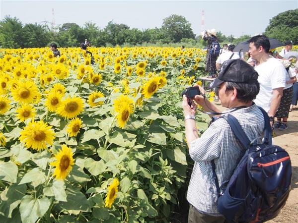 台風１３号がイベント直撃 蓮田の ひまわり畑 など中止次々 埼玉 産経ニュース