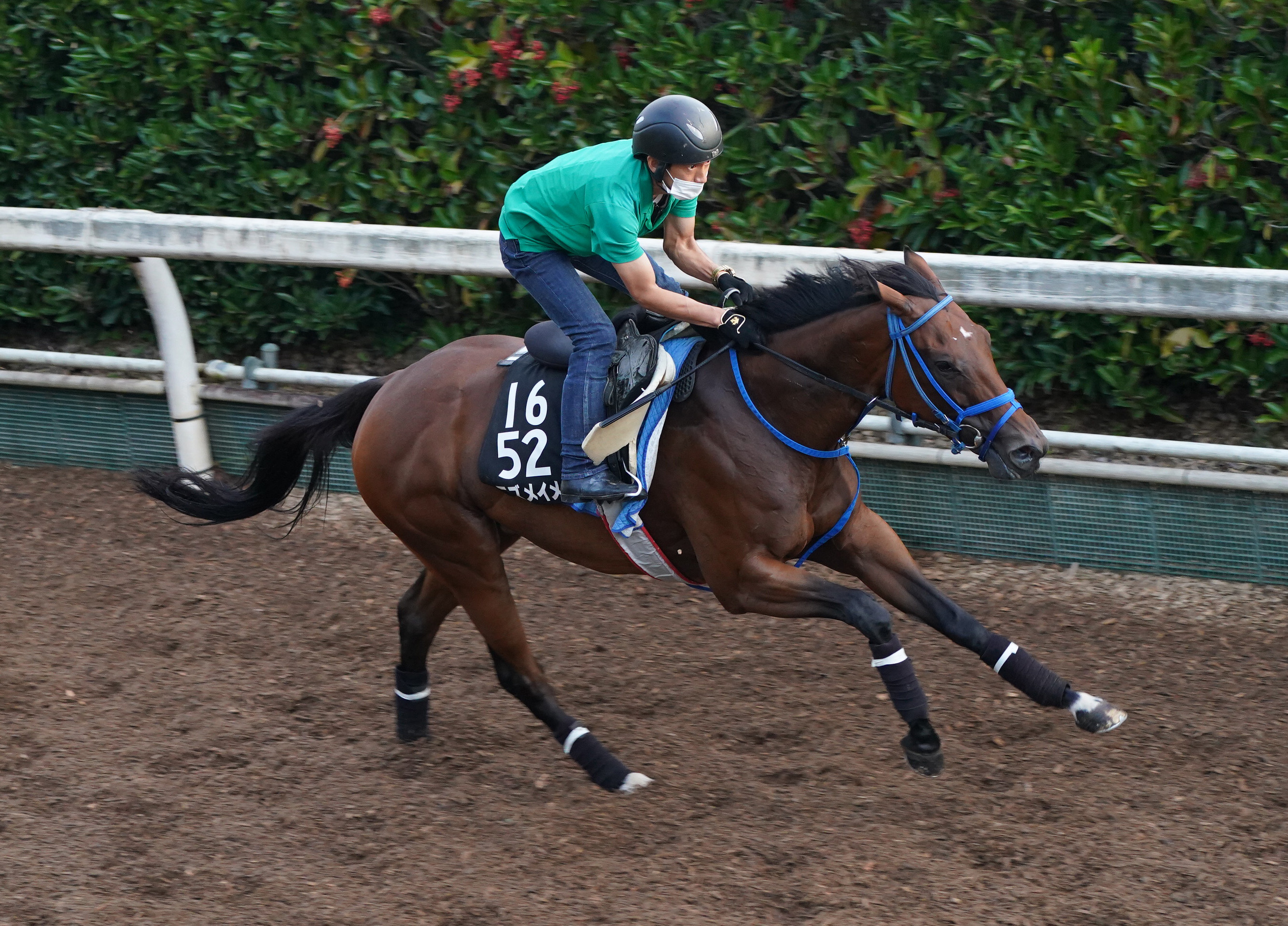 【スプリンターズＳ】２週前追い 雰囲気上々モズメイメイ坂路を馬 ...