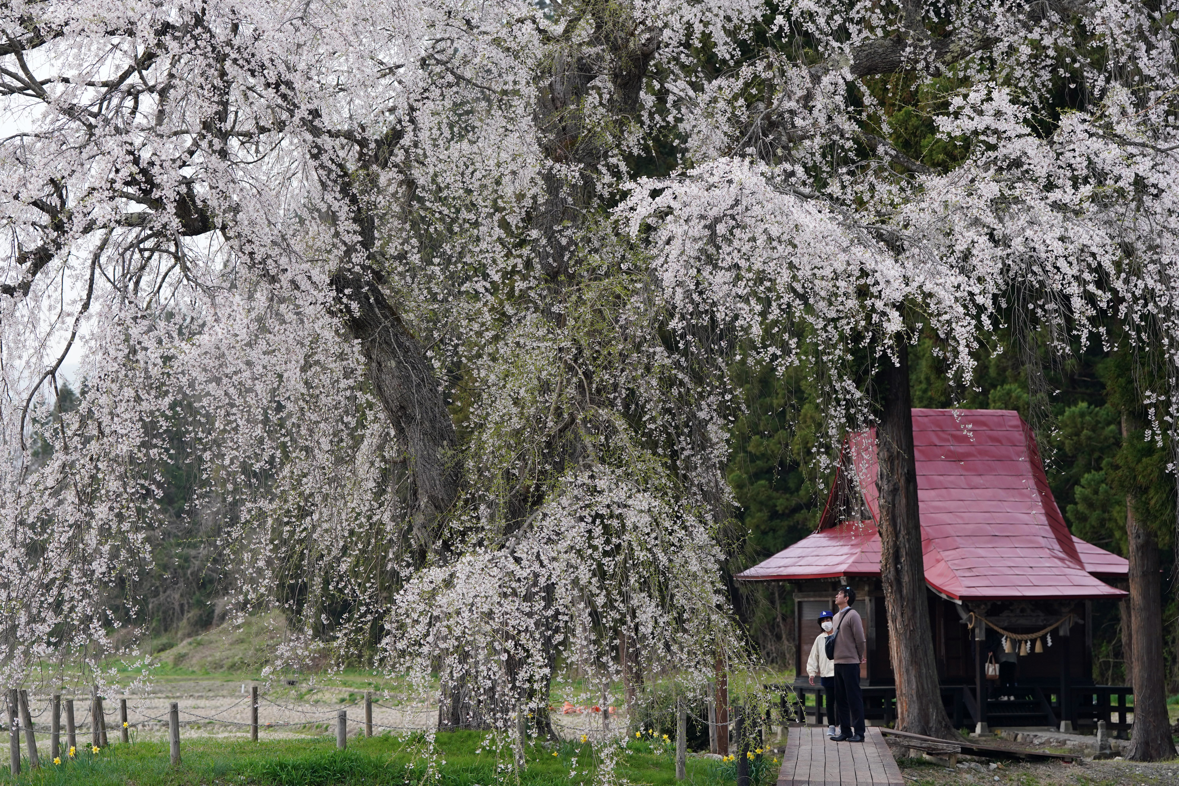 秋桜さま　専用 sakura様】専用 sakura様】専用 桜 さま専用 桜 さま専用 ◇桜❀◇ Buy