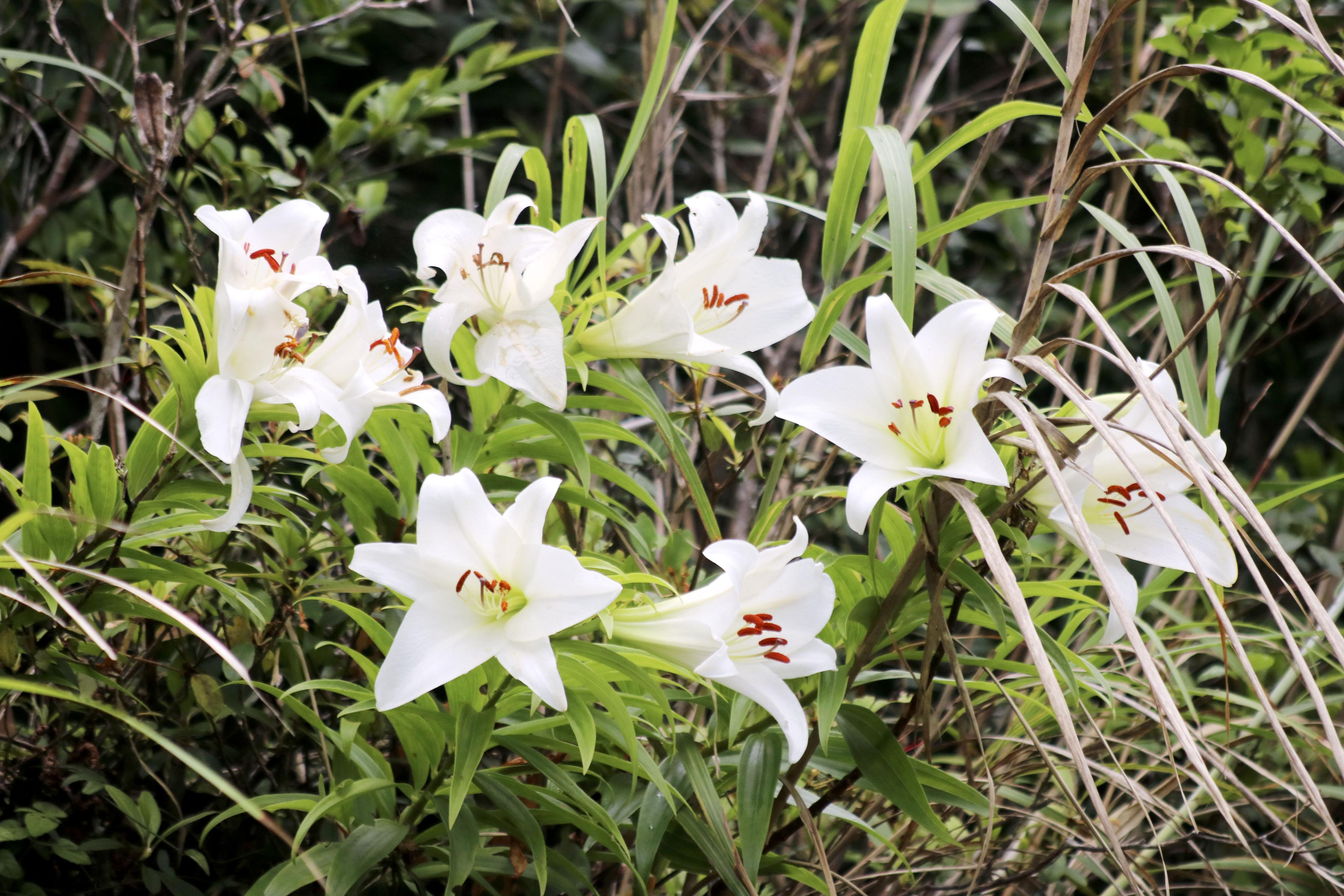 幻の花」ウケユリ、芳香漂わせ満開 奄美大島の山中 - 産経ニュース