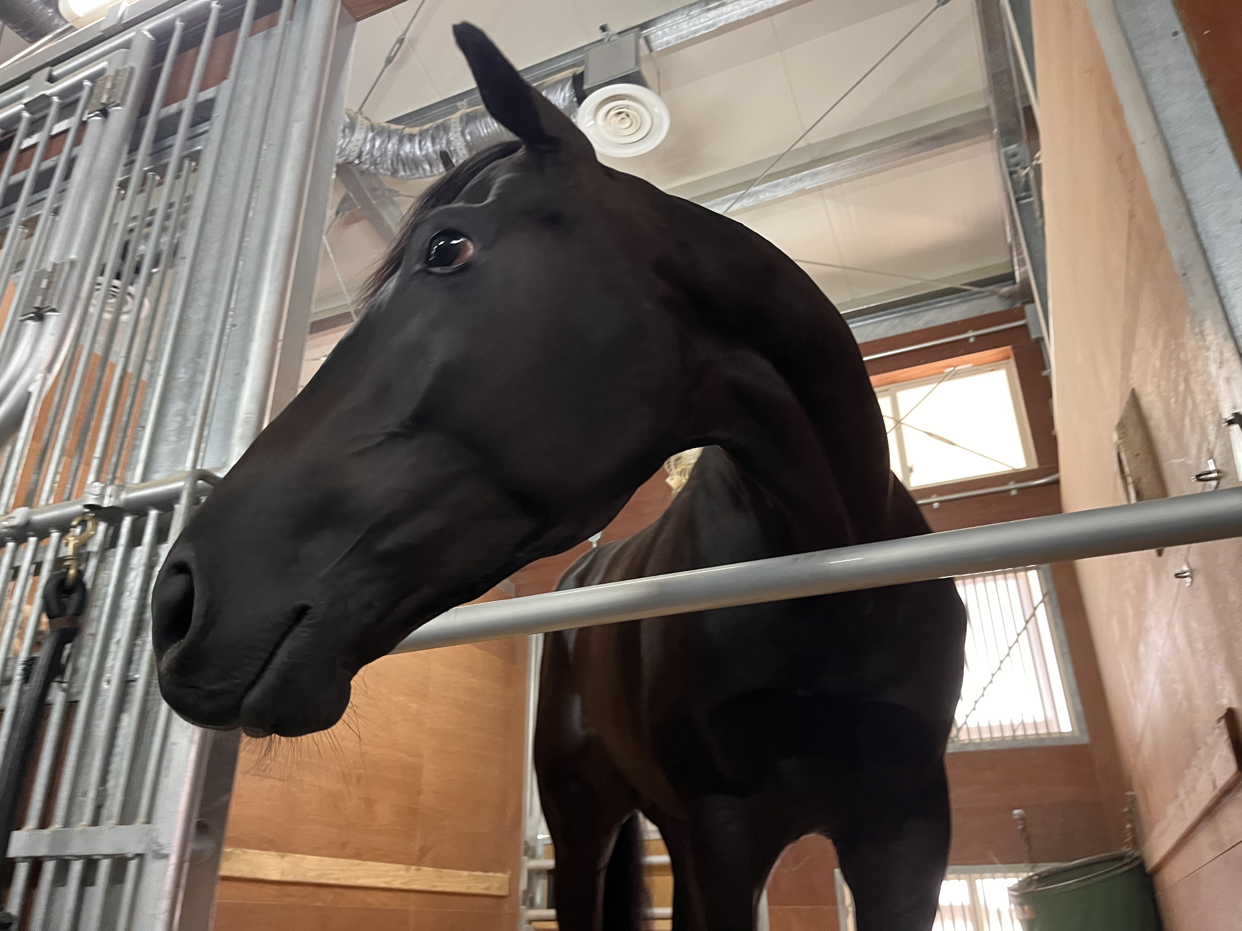 桜至郎の競馬こばなし 縦〝桜〟無尽】夏の新潟で躍動する逸材の2歳馬
