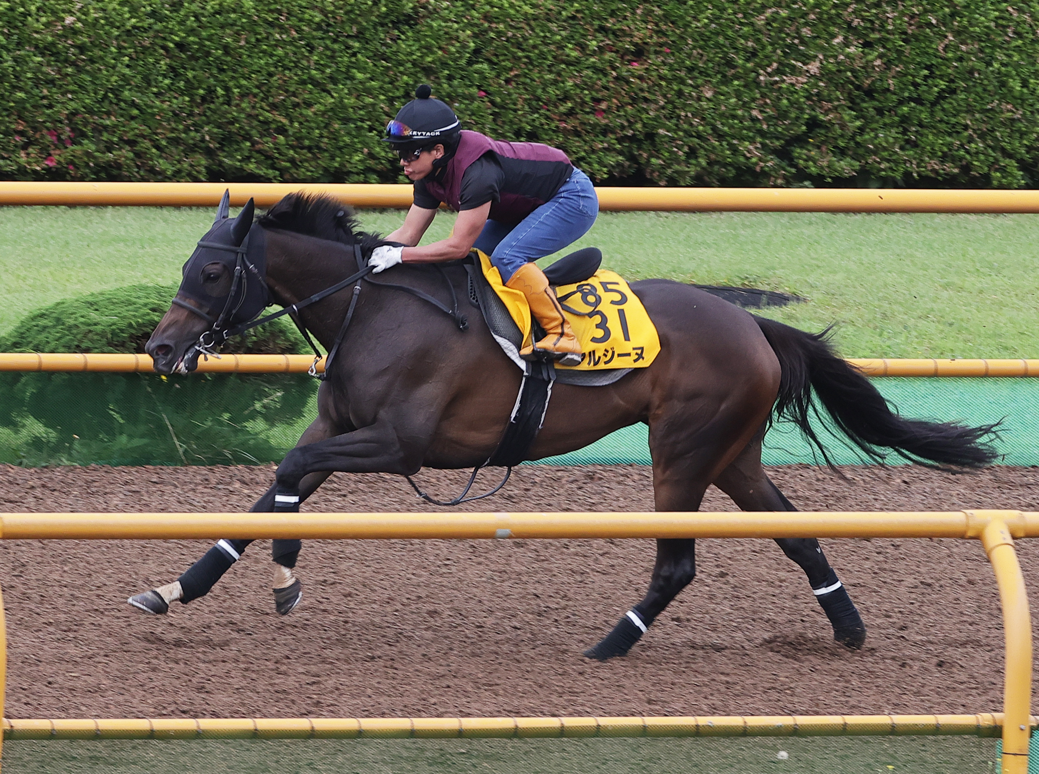 クイーンS 追い切り】アルジーヌは馬なりで5ハロン70秒2 陣営