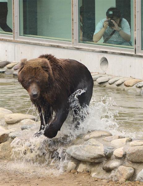 ヒグマ襲われ死ぬ 秋田の熊牧場 仲間とけんか 産経ニュース