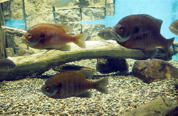 琵琶湖の外来魚が謎の半減 大半はブルーギル 生態系に変化か 滋賀県が実態調査へ 1 2ページ 産経ニュース