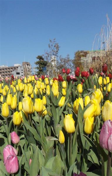 摩天楼の花畑でチューリップ見頃 インスタ映えスポット うめきたガーデン 最終章 大阪の春はここから 産経ニュース