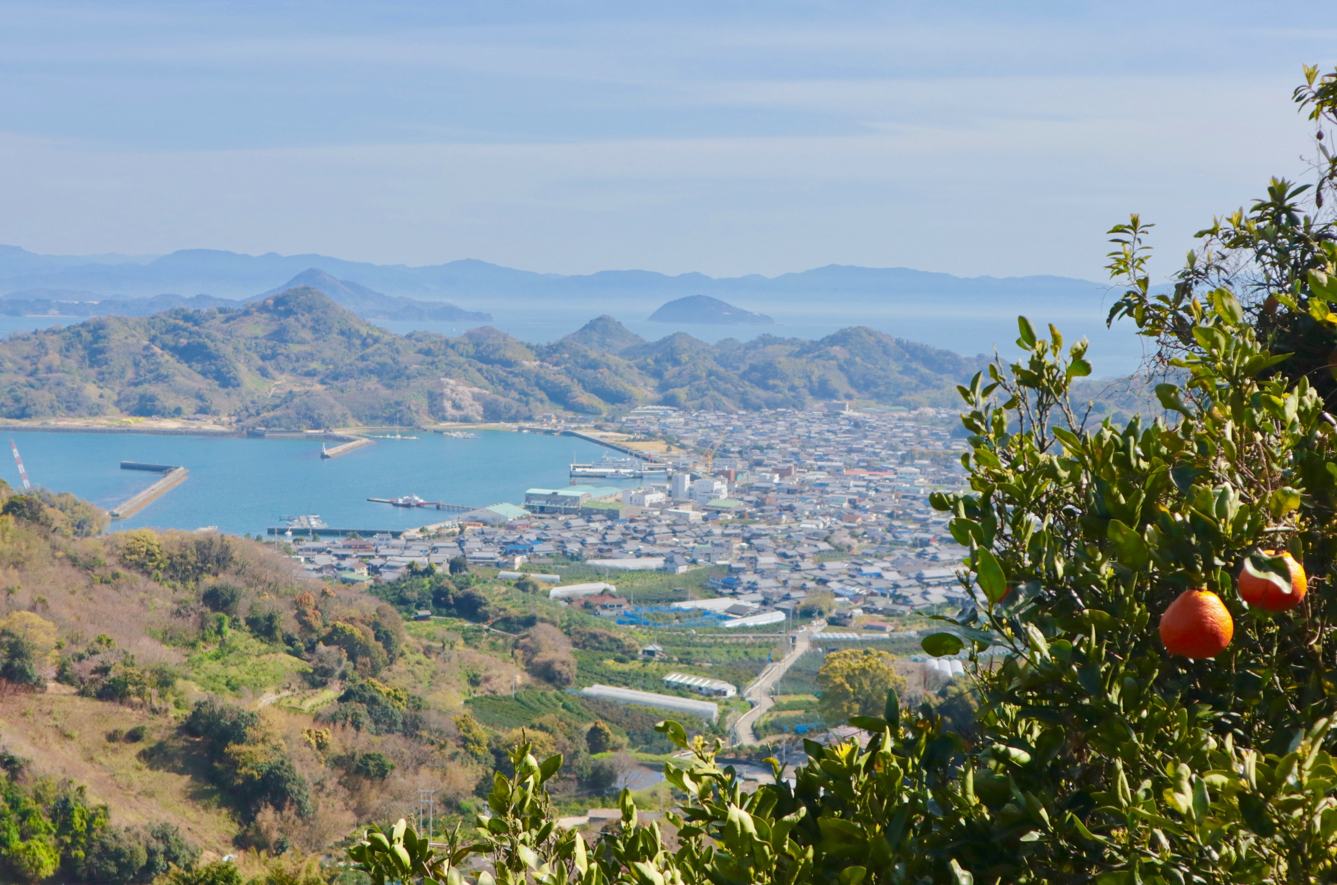 島を歩く 日本を見る】ミカンの香り漂う里山に隆盛の面影 中島（愛媛県