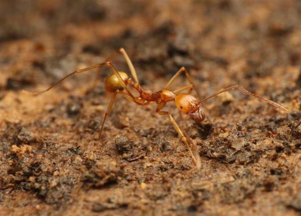 【科学】洞窟だけで暮らすアリ 沖縄で新種発見 - 産経ニュース