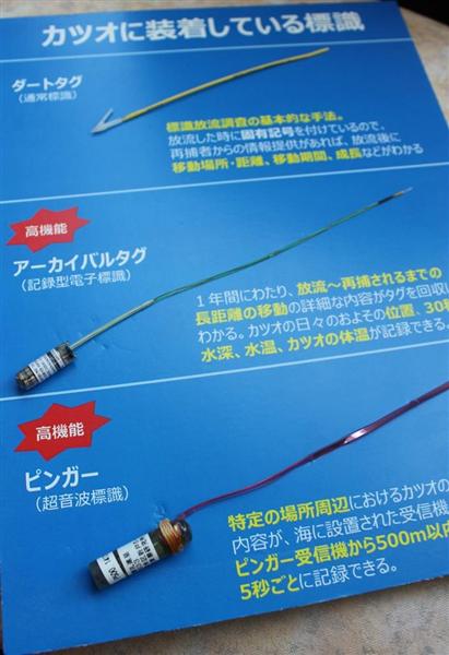 不漁カツオの生態を超音波タグで追う 味の素と国際水産資源研究所 台湾は協力 中国は 産経ニュース