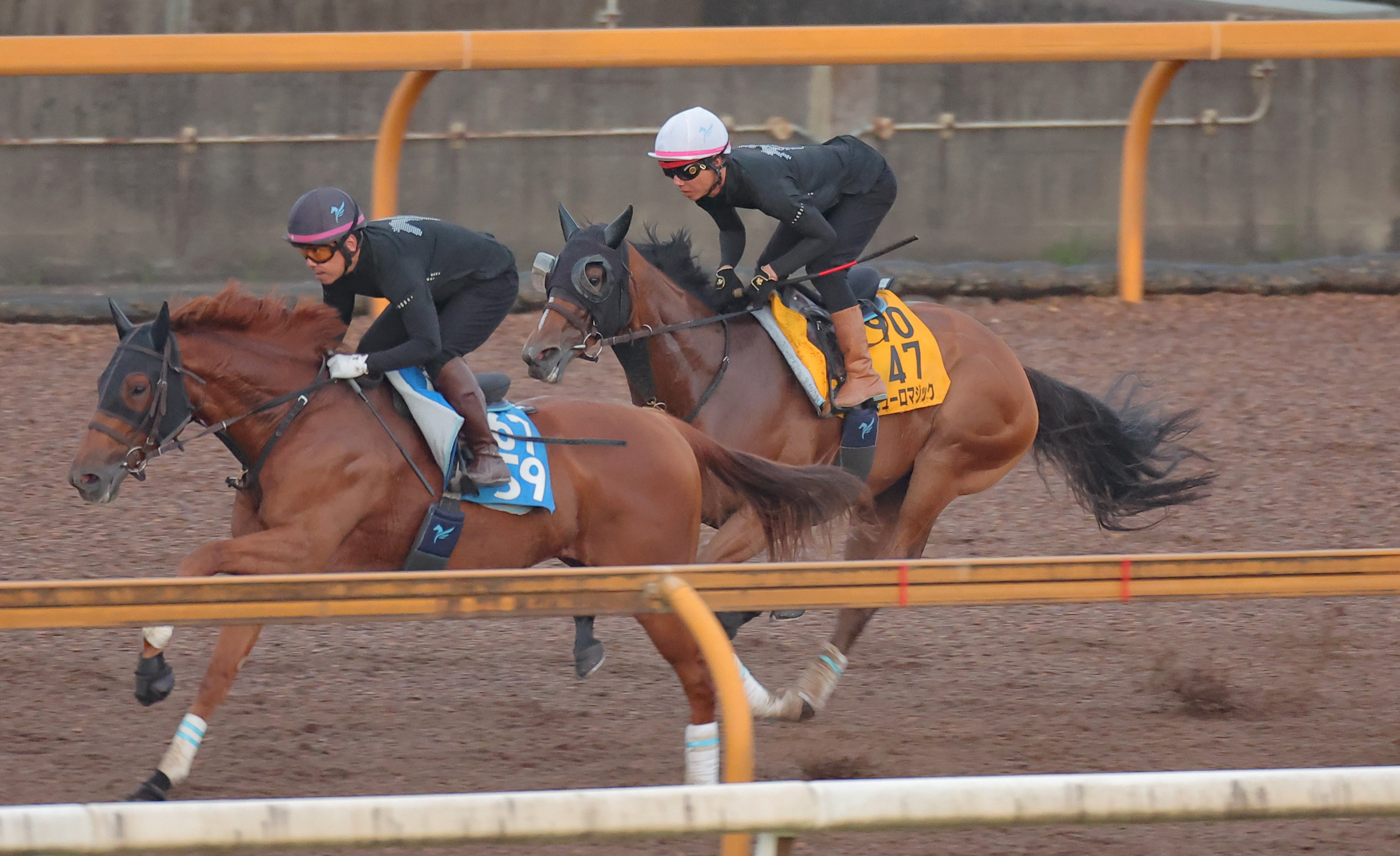 アイビスSD 追い切り】ピューロマジック馬なりのまま先着 帰国初戦も