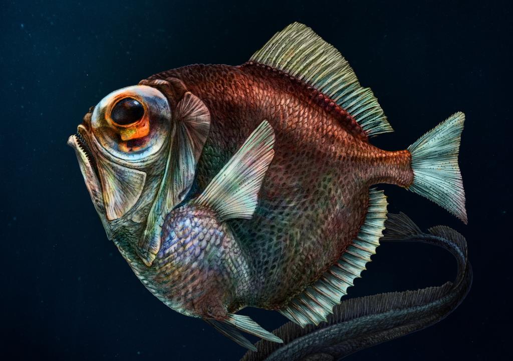 深海魚は暗闇で色を見分けているのか 常識覆す能力発見 産経ニュース