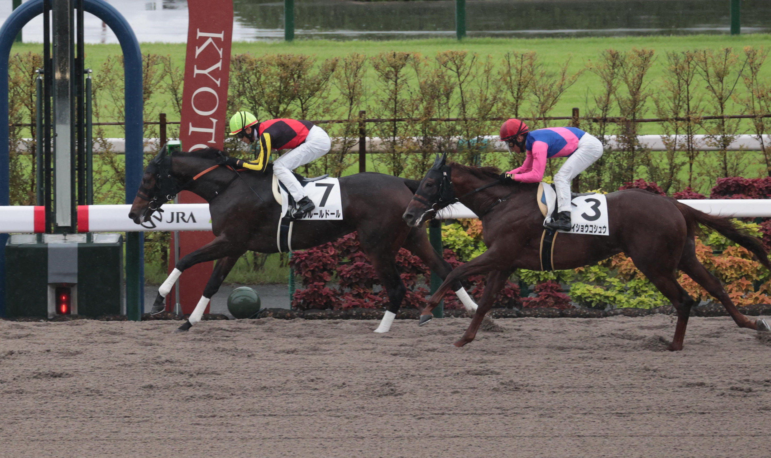 12・17川崎 全日本2歳優駿】声優界きっての〝馬券師〟Lynnのイチ推しは