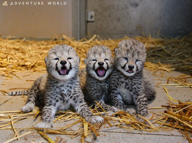 ランカーズペット アドベンチャーワールド トップウォーター