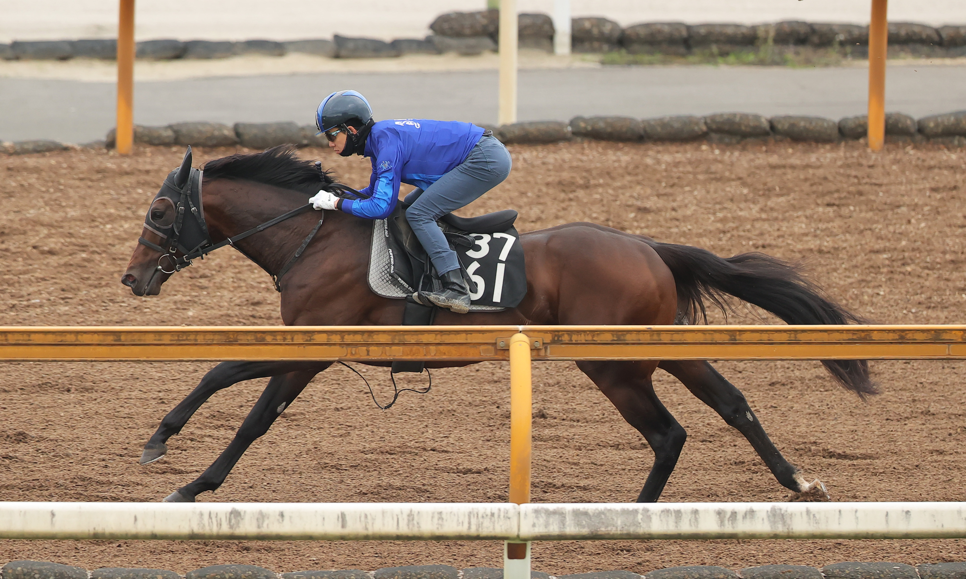 ラジオNIKKEI賞 1週前追い切り】ローベルクランツは馬なりでCWコース6