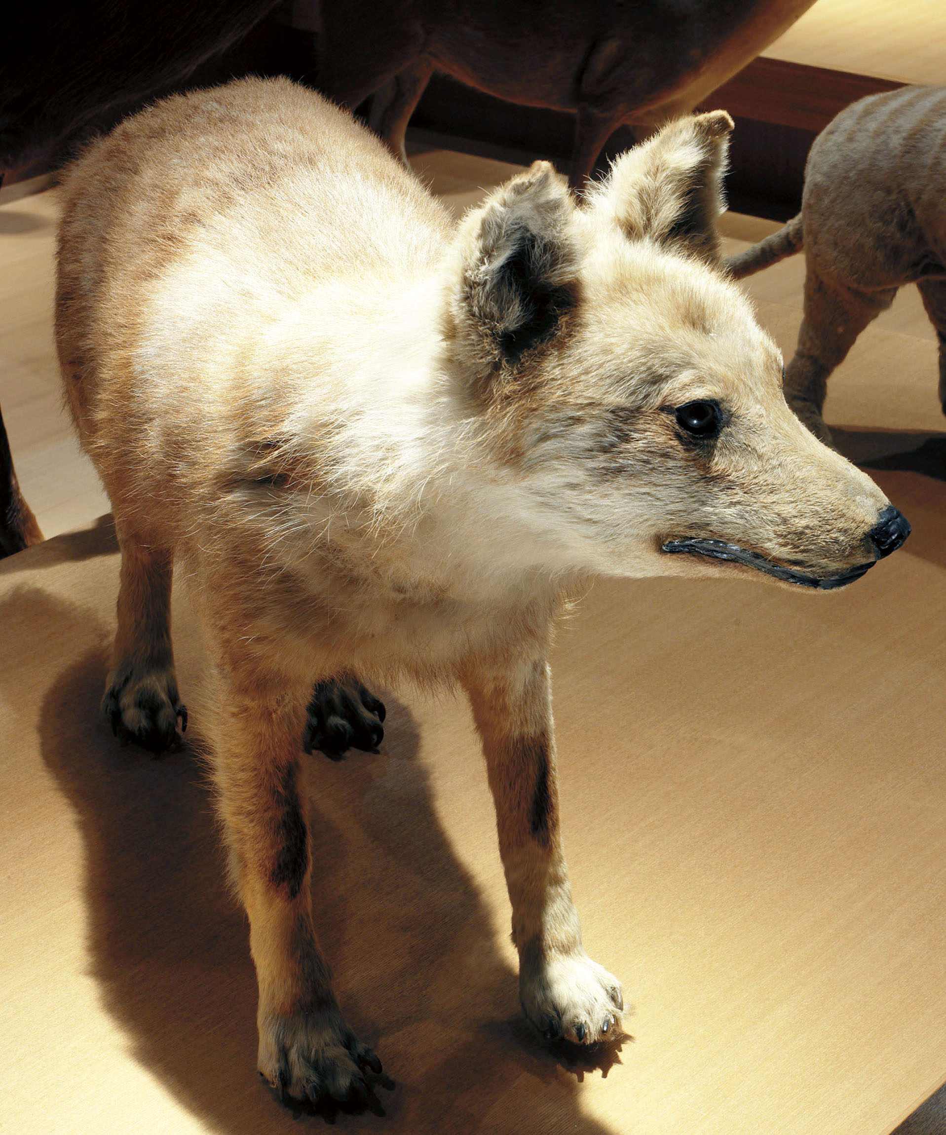ニホンオオカミ 日本で誕生 DNA解析で従来説覆す - 産経ニュース