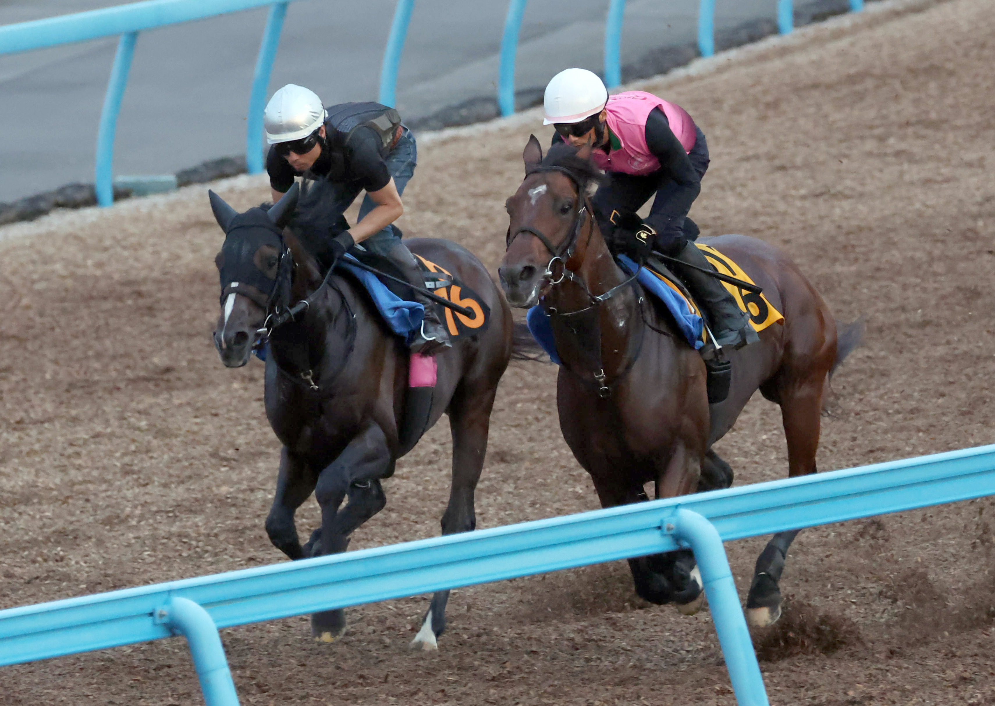 【セントライト記念】１週前追い シルトホルンはＷコースで５ ...