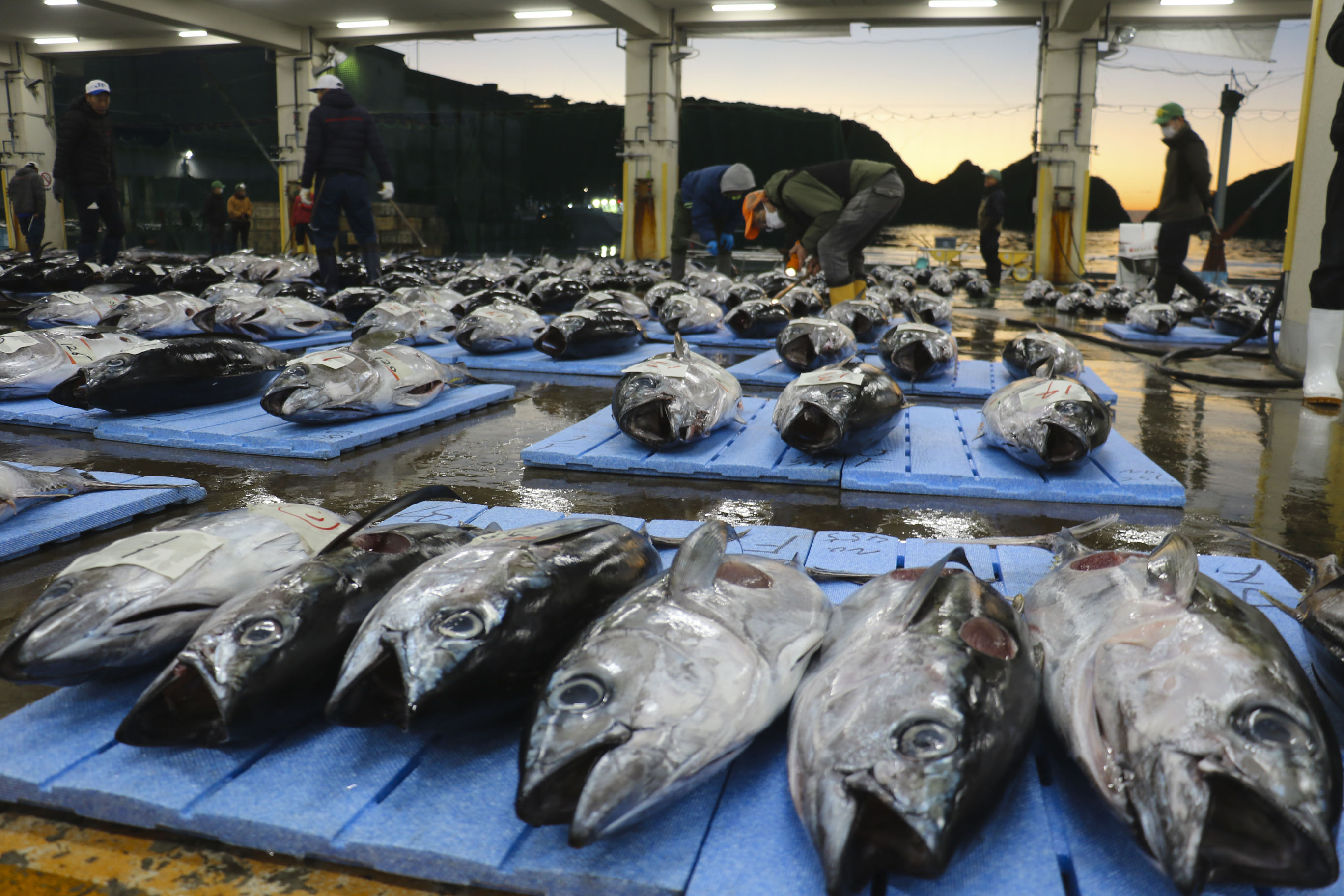 和歌山で生マグロ初市 那智勝浦、2千匹並ぶ - 産経ニュース