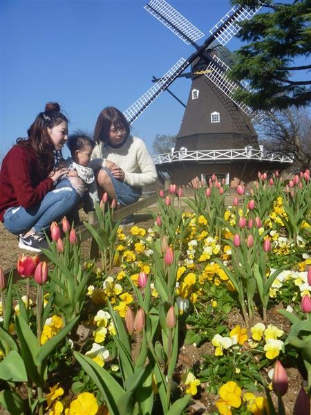 冬咲きに感じる春 ふなばしアンデルセン公園でチューリップ開花 産経ニュース