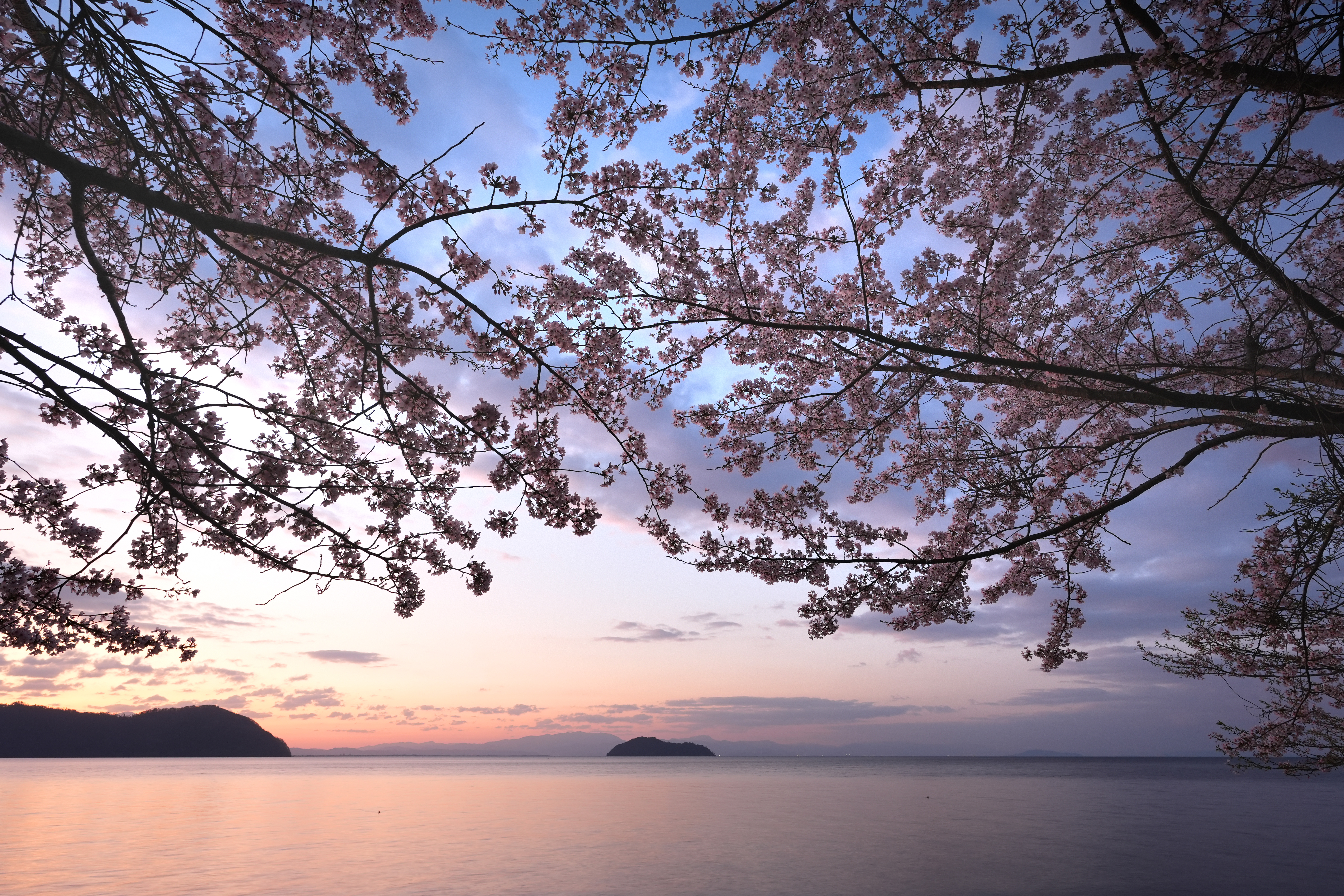 動画】ピンクと青のコントラストにため息 琵琶湖の春を彩る圧巻の桜