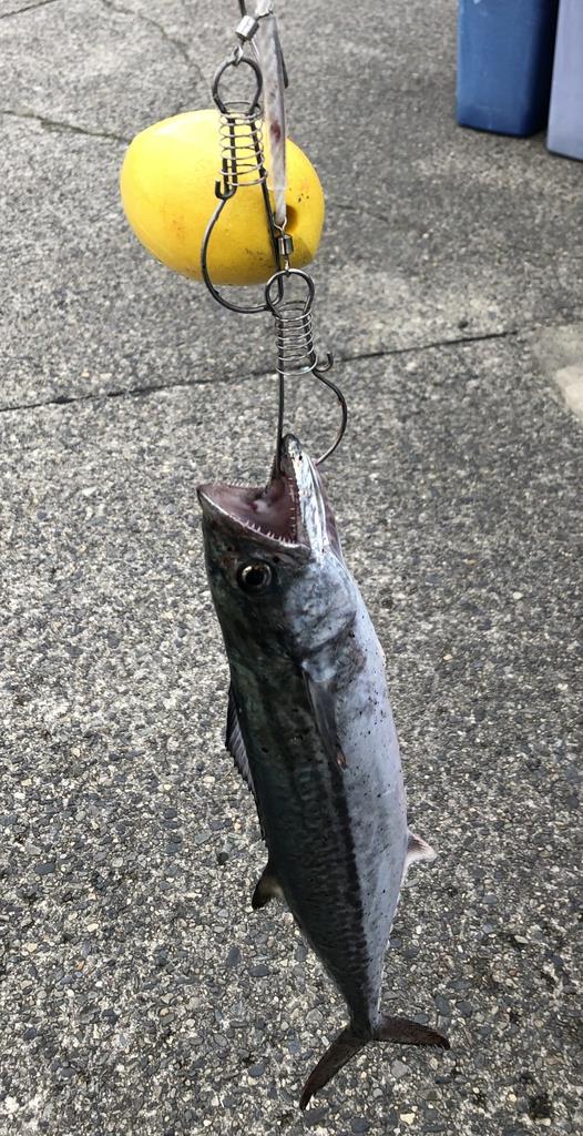 春の訪れ告げるサゴシ釣り 今年は昨年の２倍の人気 新潟港でワインド釣法に挑戦した 1 3ページ 産経ニュース