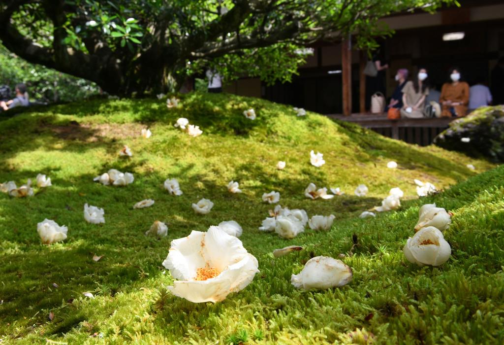 動画 京都 東林院で沙羅の花を愛でる会 コロナ終息法要も 産経ニュース