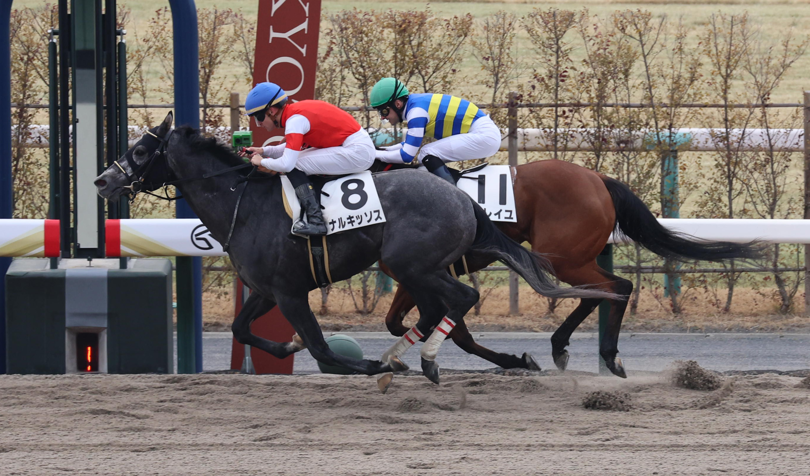 東西記者 今週の狙い馬】経験を積みつつ着実に良化中のナルキッソスだ