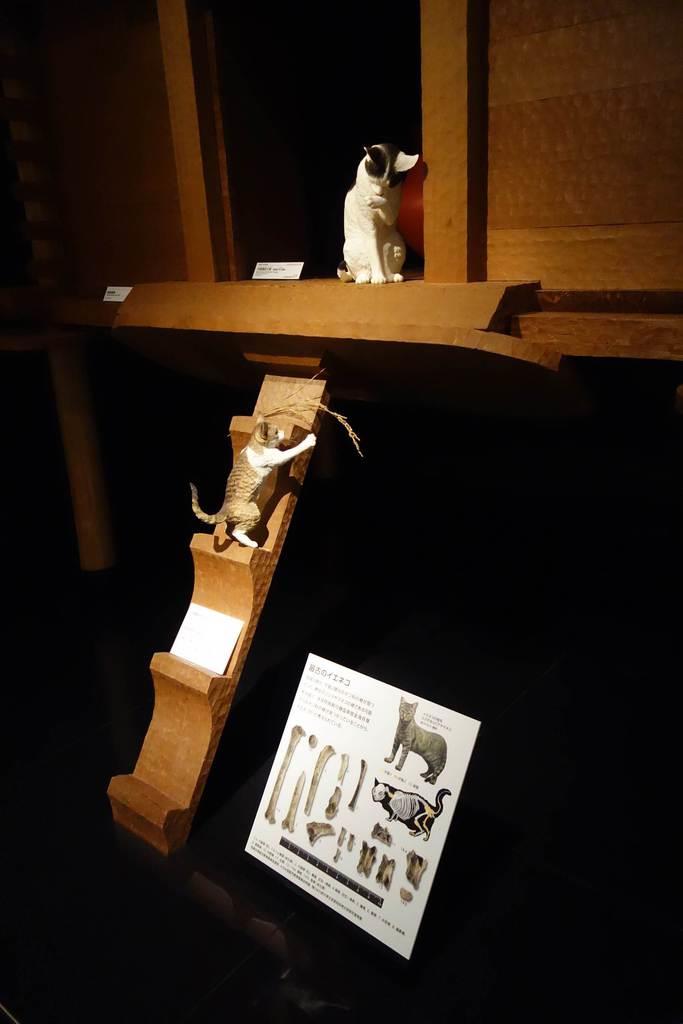 ネコの渡来は弥生時代だった 歴博展示室が３６年ぶり刷新 産経ニュース