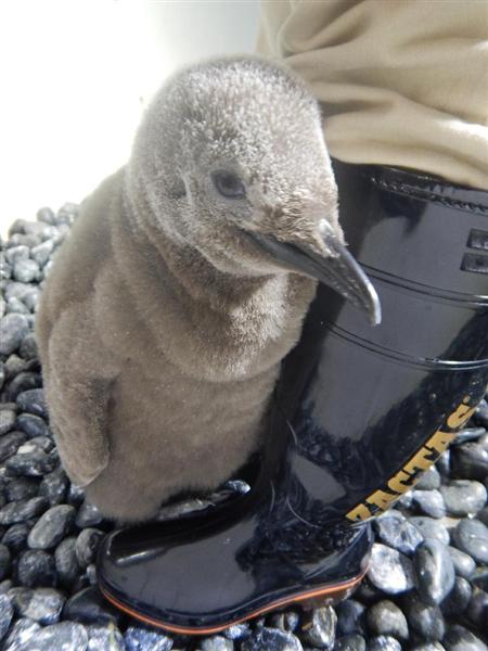 チャイム 飼育員の脚の間に顔を突っ込むペンギンのヒナが人気 産経ニュース