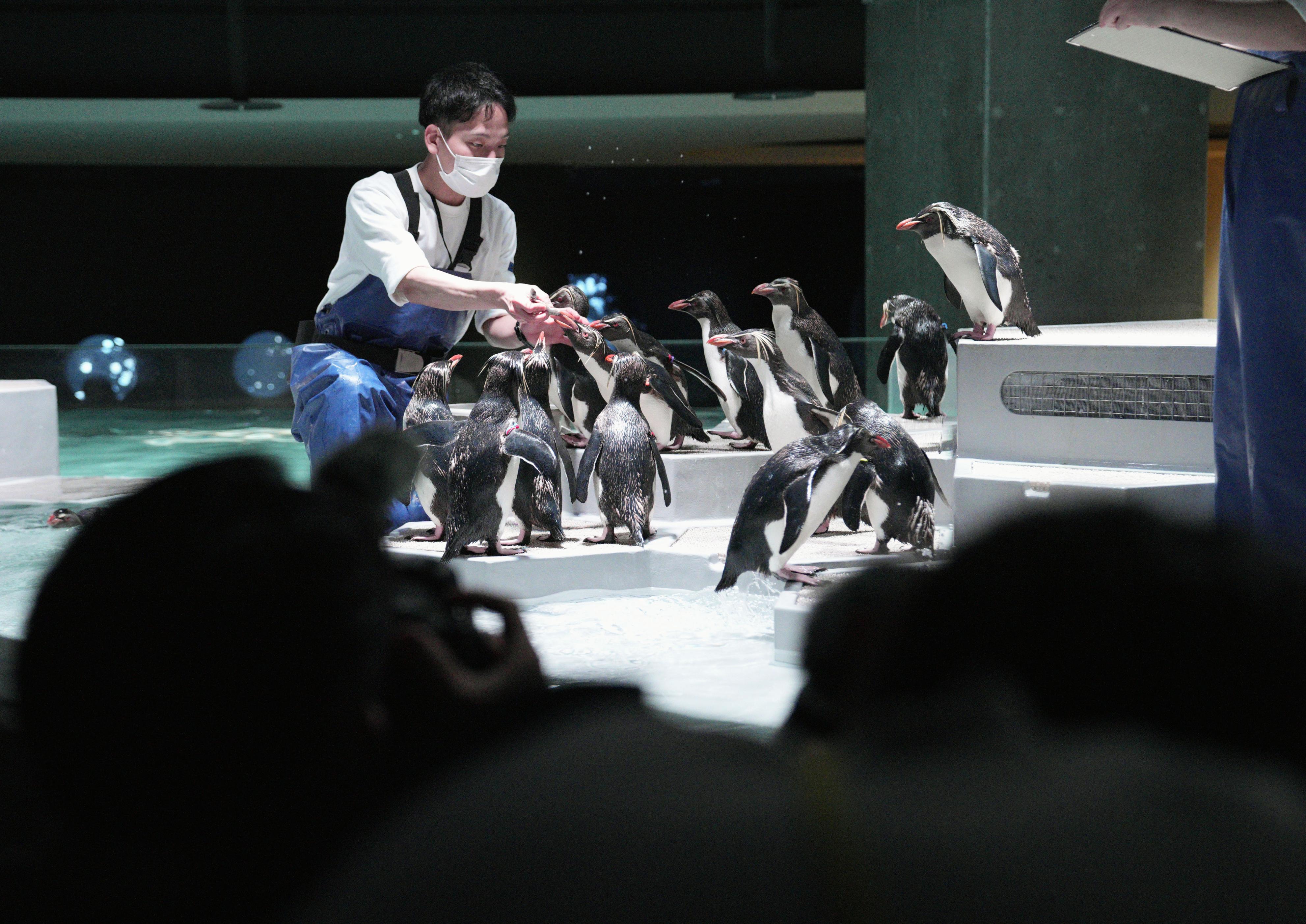 札幌市中心部に新水族館 世界最小のペンギンなど250種展示 - 産経