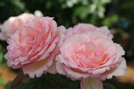 香り楽しむならバラ色の早朝 花が開き始める時間帯がベスト 1 4ページ サンスポ