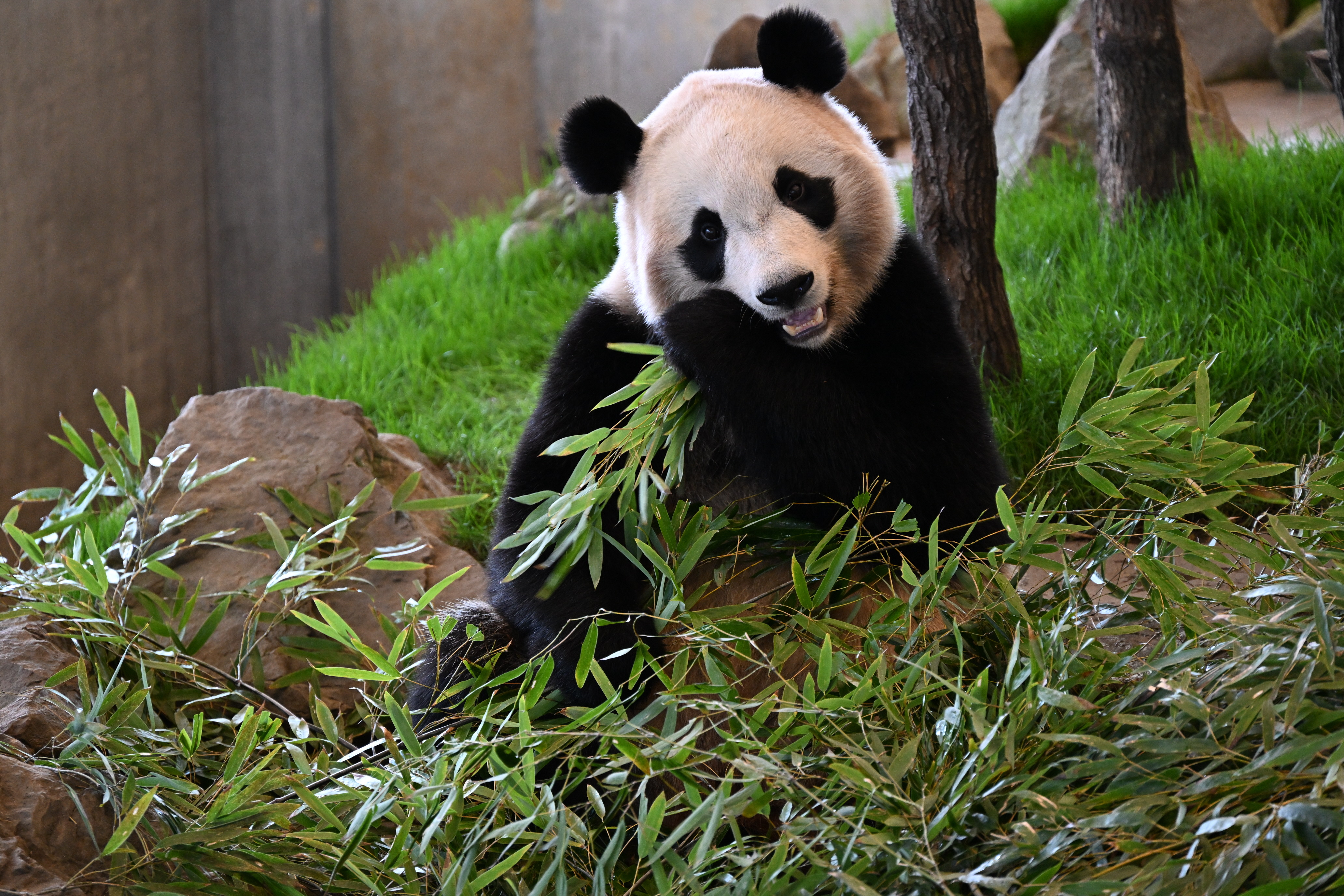 パンダと竹のサンドアートオブジェ パンダと竹のサンドアートオブジェ パンダと竹のサンドアート