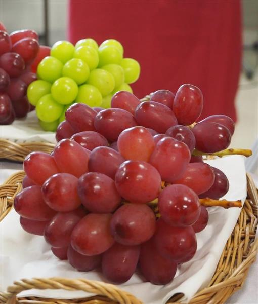 皮ごと食べられます 種なしブドウ開発 長野県、高級ブランド化にらむ