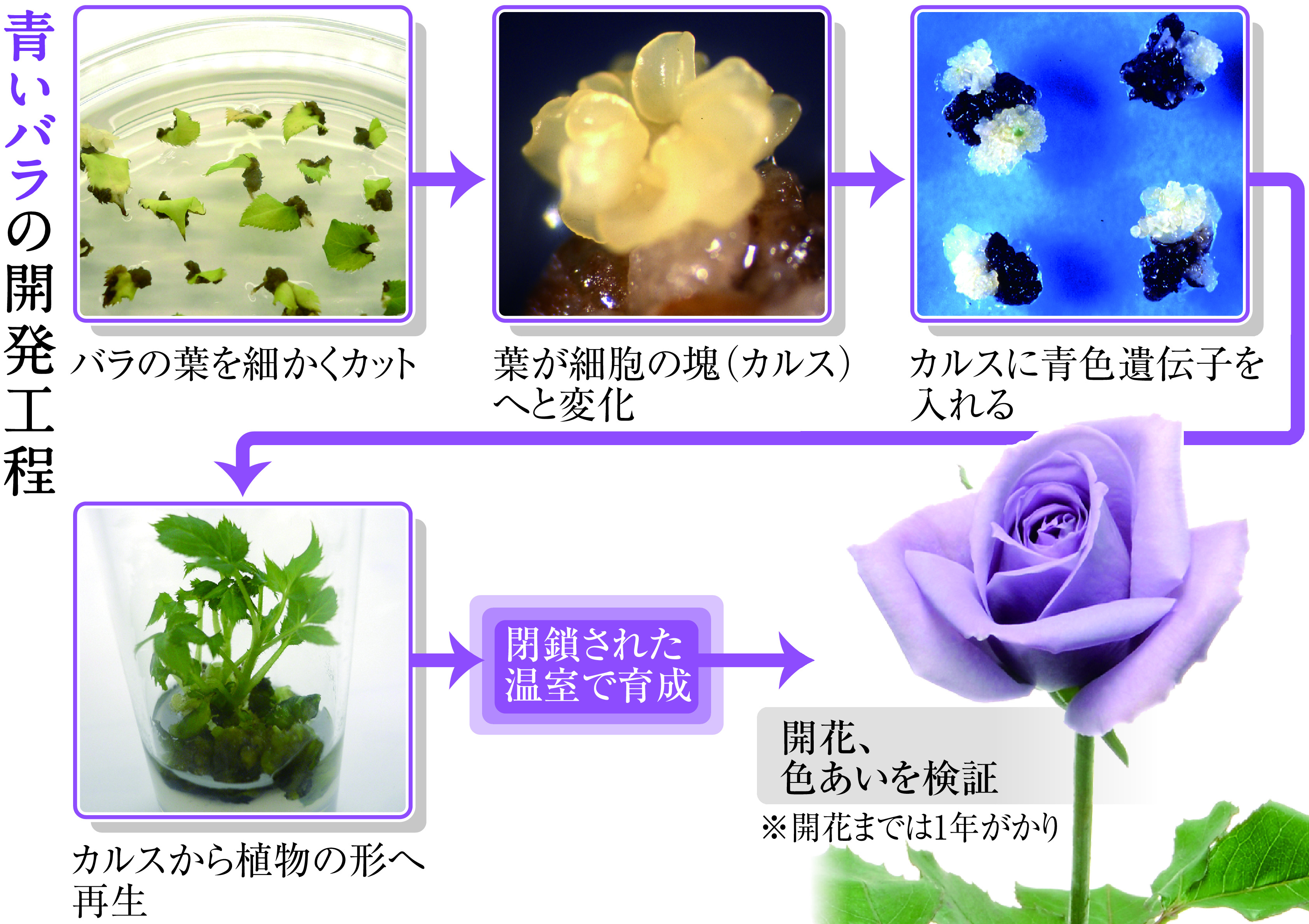 本気の想い 詰まってます サントリーの植物研究現場に潜入 産経ニュース