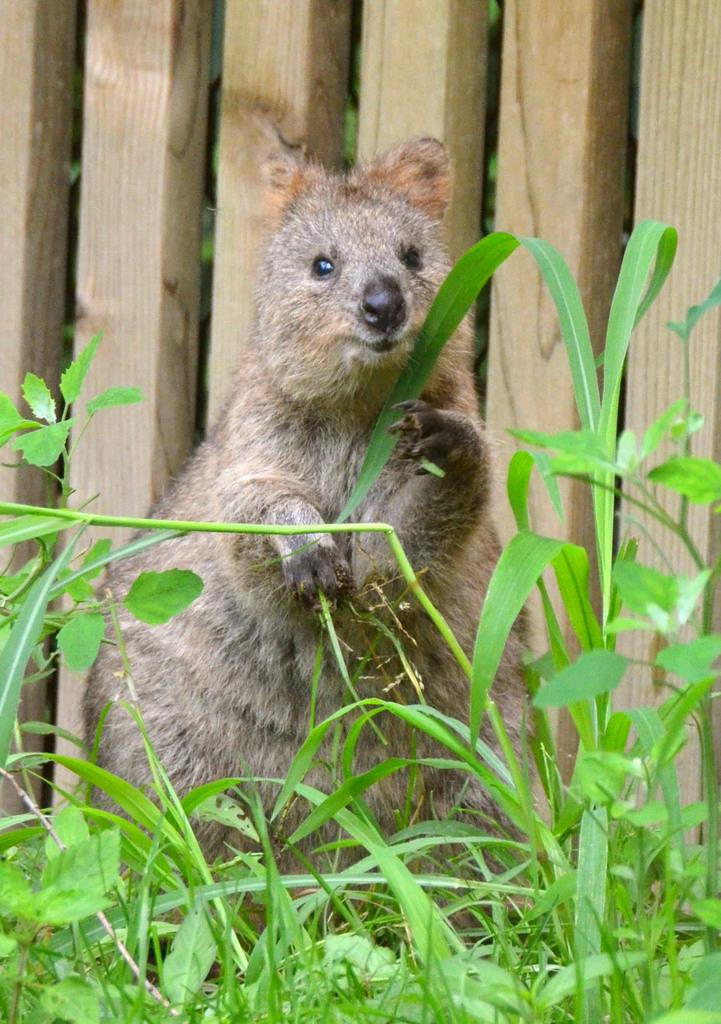 クオッカ 会いに行こっか 世界一幸福な動物 公開 埼玉県こども動物自然公園 産経ニュース