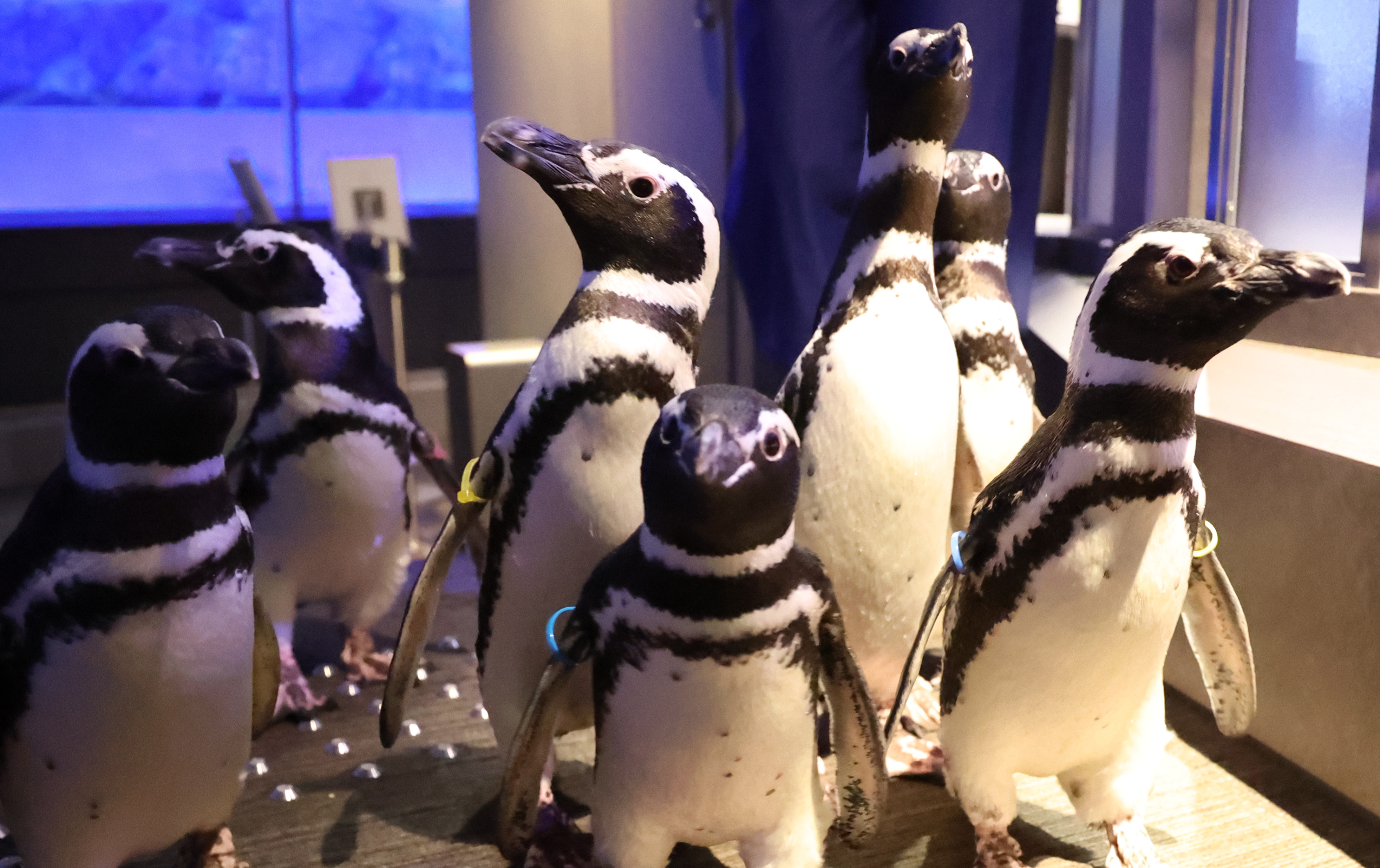 よくわかんないのとペンギン Amazon.co.jp: 遊戯王OCG 否定ペンギン ノーマル PRIO-JP037 : おもちゃ