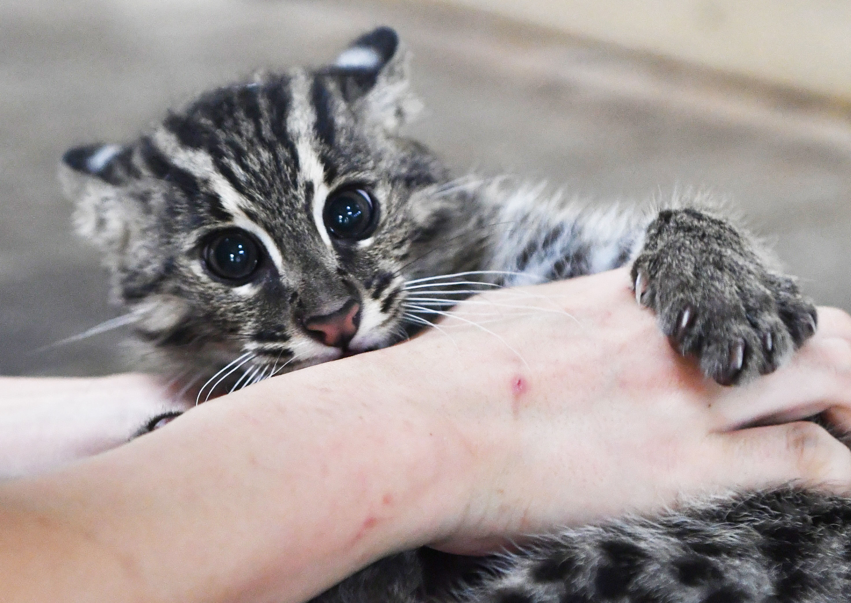 動画】【どうぶつ園のニューフェース】おてんば娘 スナドリネコの
