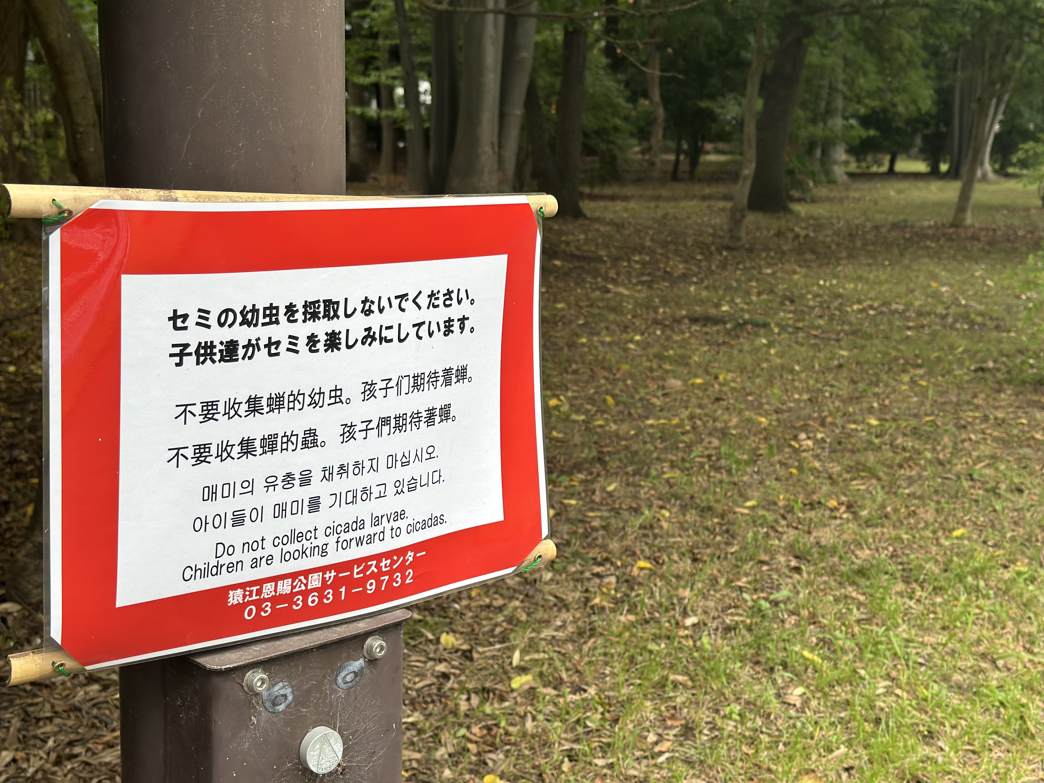 セミ を 食べ ない で