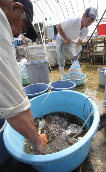 安来節 島根 安来でドジョウ稚魚を養殖者に引き渡し ７月下旬頃から出荷へ 産経ニュース