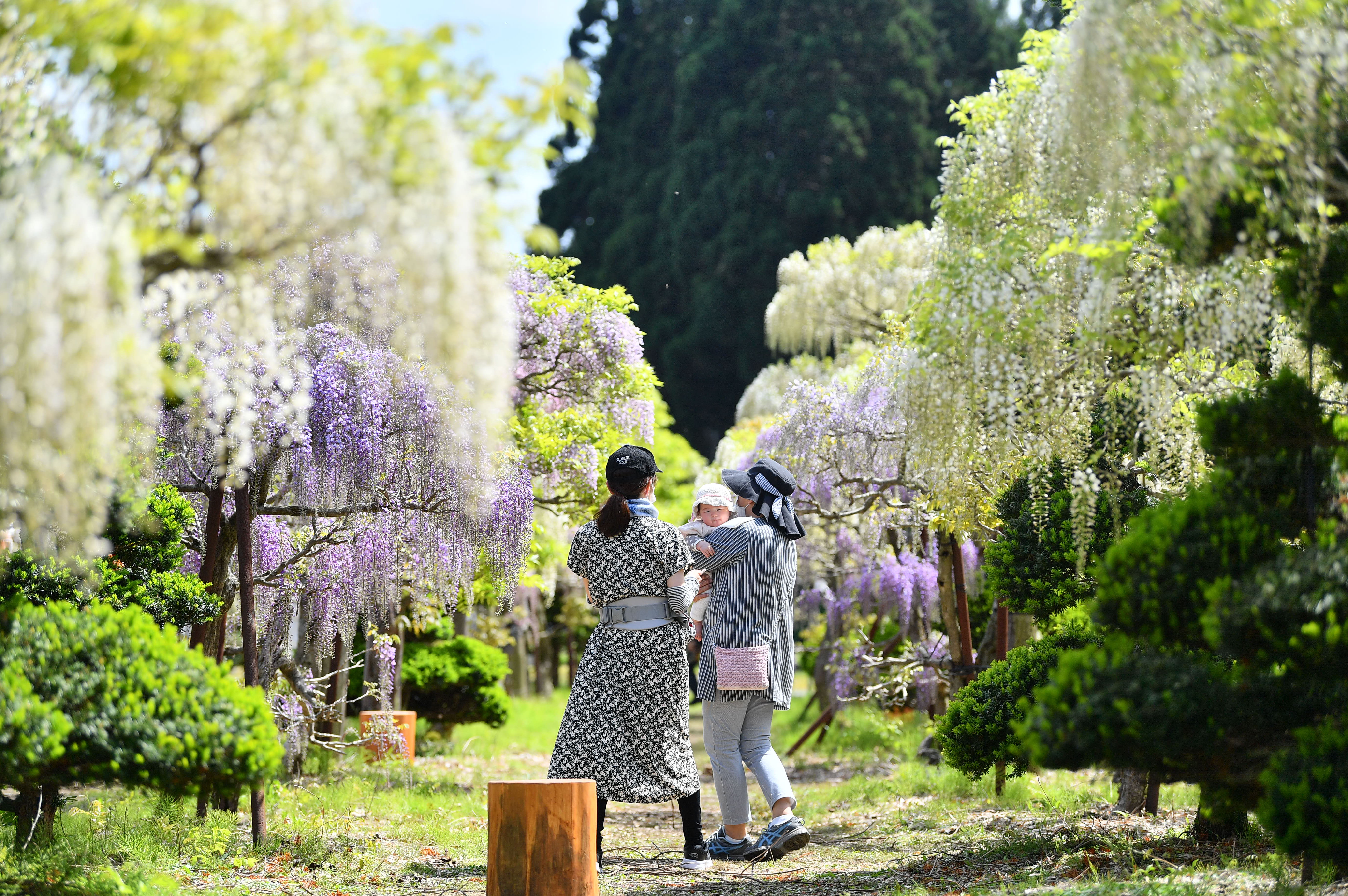 水田に映える 藤波の花 秋田 大館市 十ノ瀬 藤の郷 動画あり 産経ニュース