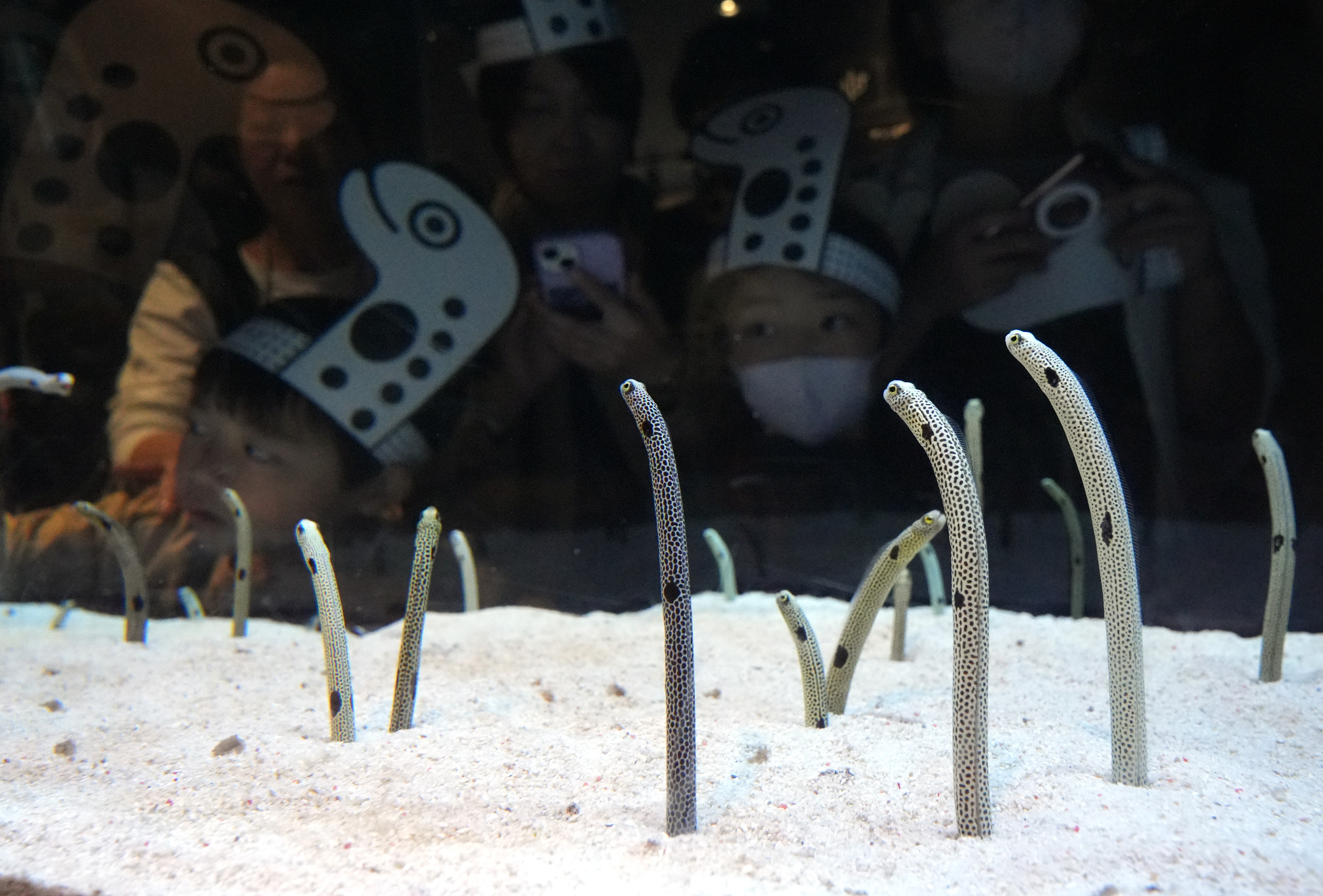 11月11日は「チンアナゴの日」制定11年 11時11分のすみだ水族館の様子