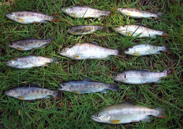 関西の議論 アマゴが 外来魚 に変身 イワナを襲う 渓流の生態系乱す 密放流 はｎｇ 1 3ページ 産経ニュース
