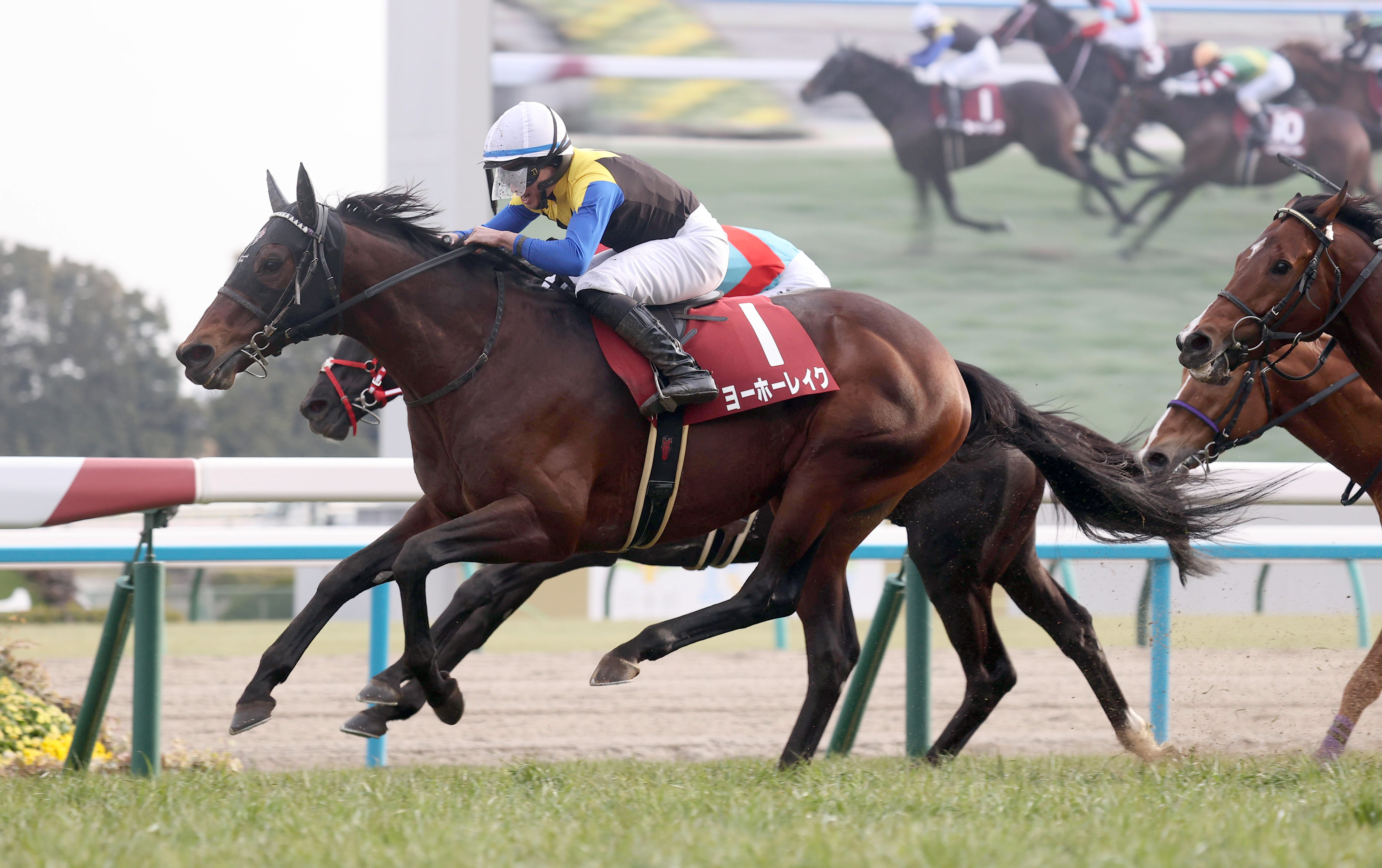 京都記念】ヨーホーレイク重賞3勝目 苦難乗り越えた7歳馬に岩田望騎手