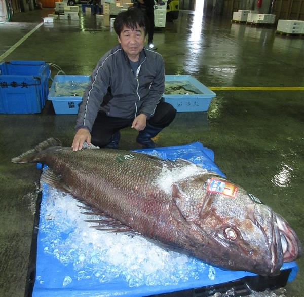 珍巨大魚に漁師もビックリ仰天 オオクチイシナギが鳥取港で水揚げ 産経ニュース